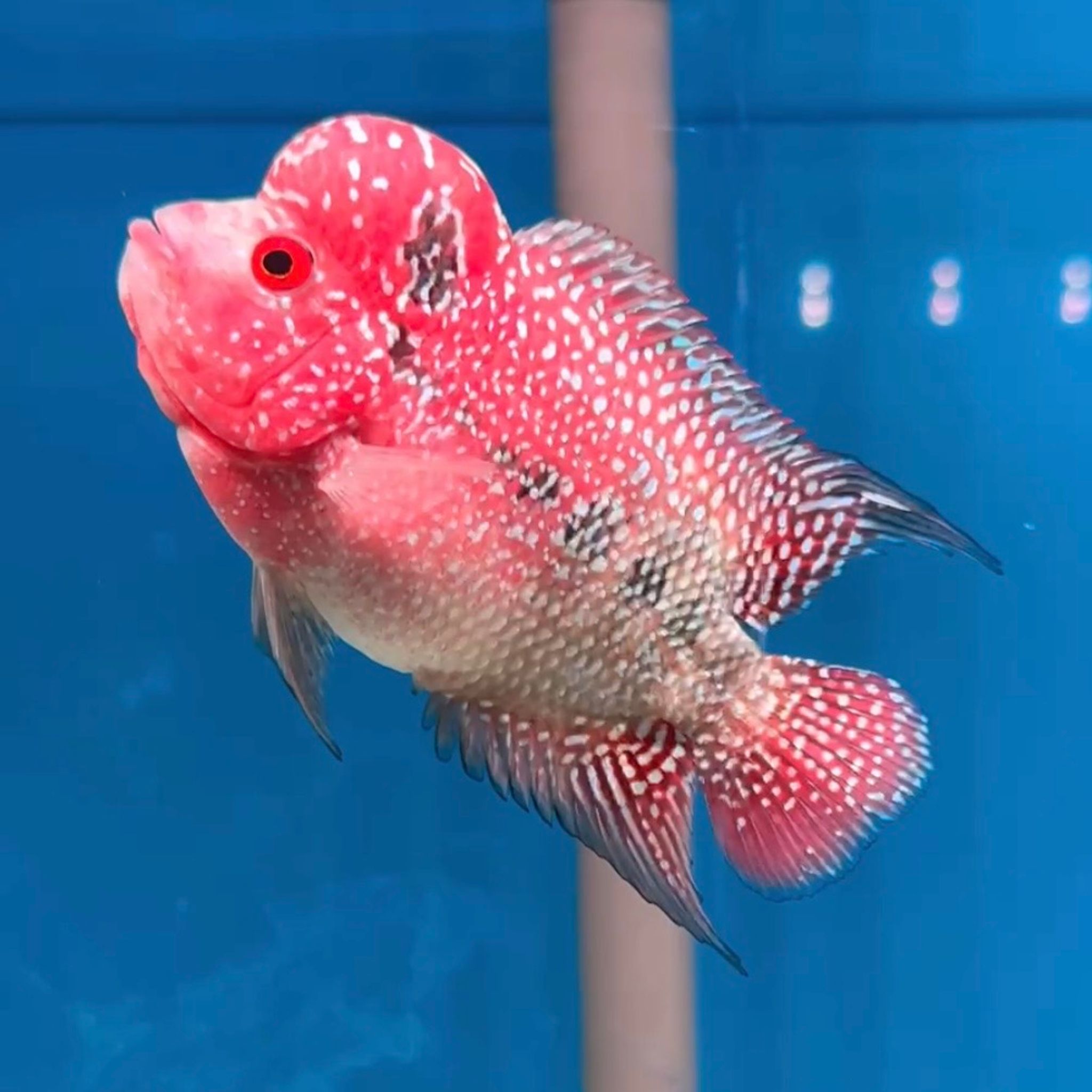 🇻🇳 Vietnam Red Kamfa (No.23)