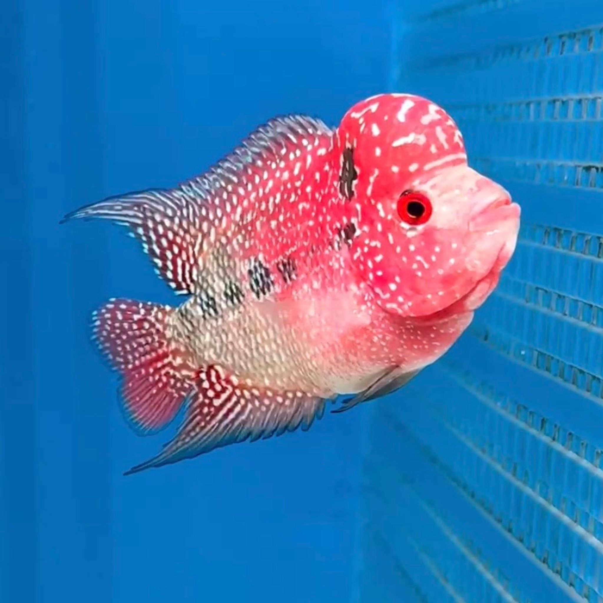 🇻🇳 Vietnam Red Kamfa (No.23)