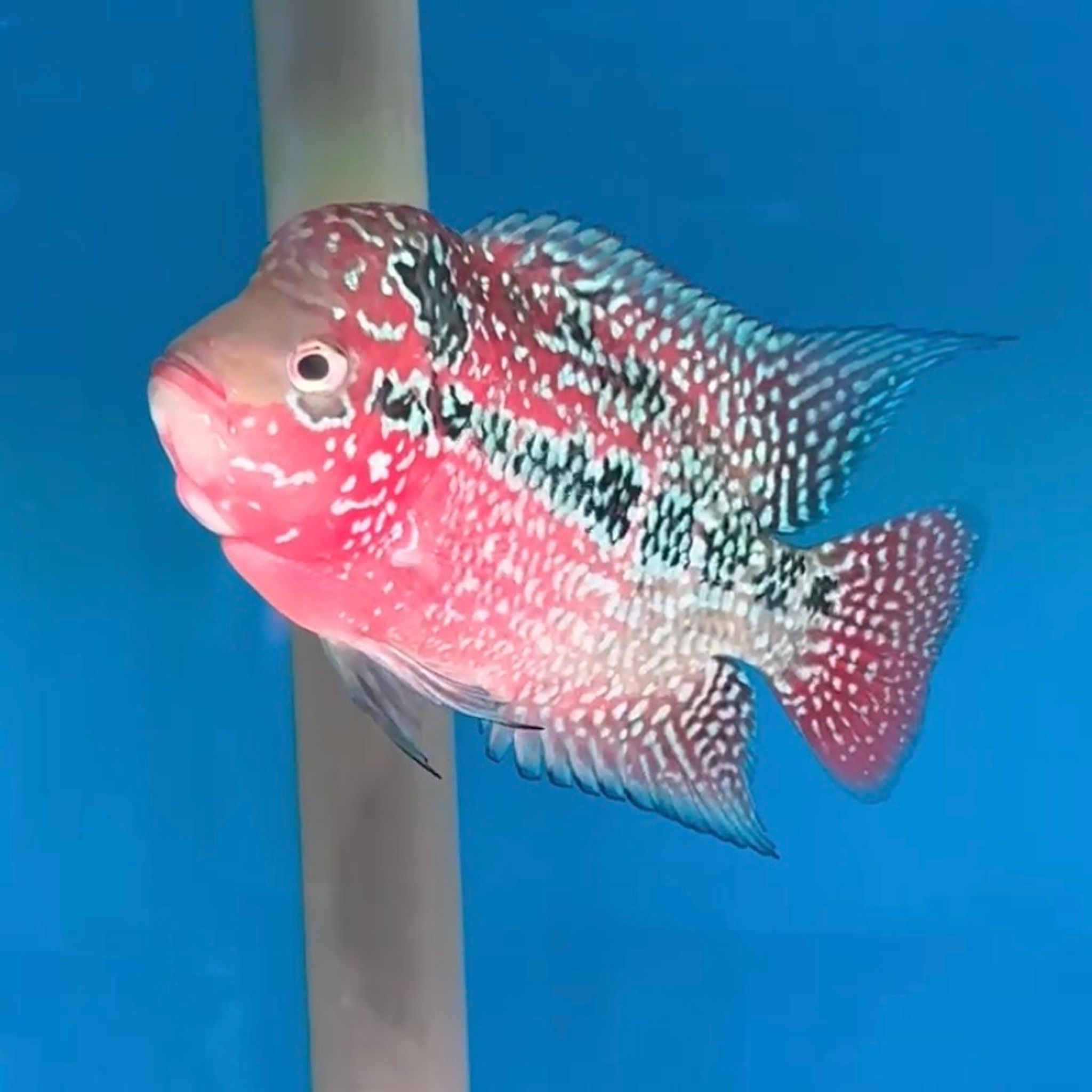 🇻🇳 Vietnam Red Kamfa (No.23)