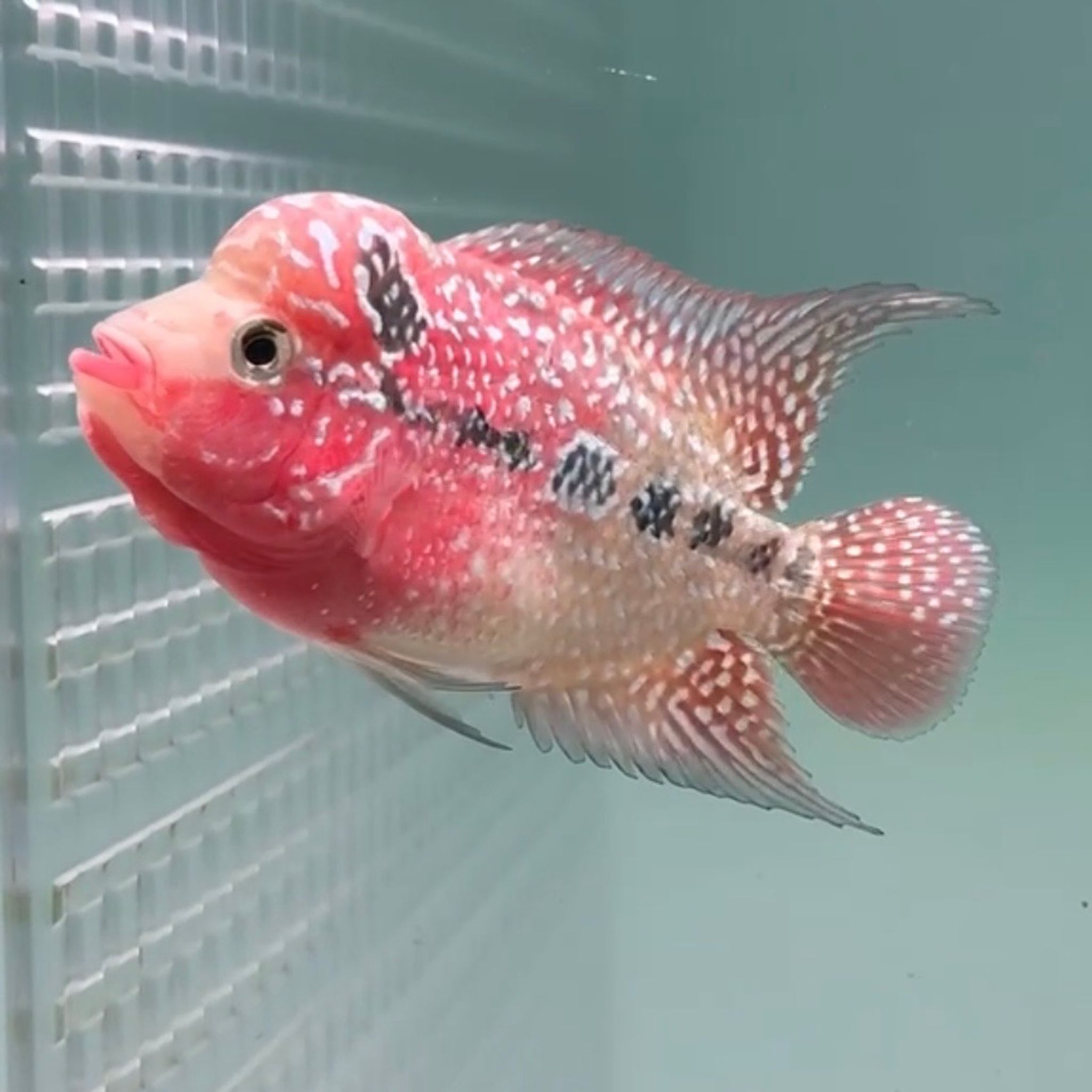 🇻🇳 Vietnam Red Kamfa (No.29)