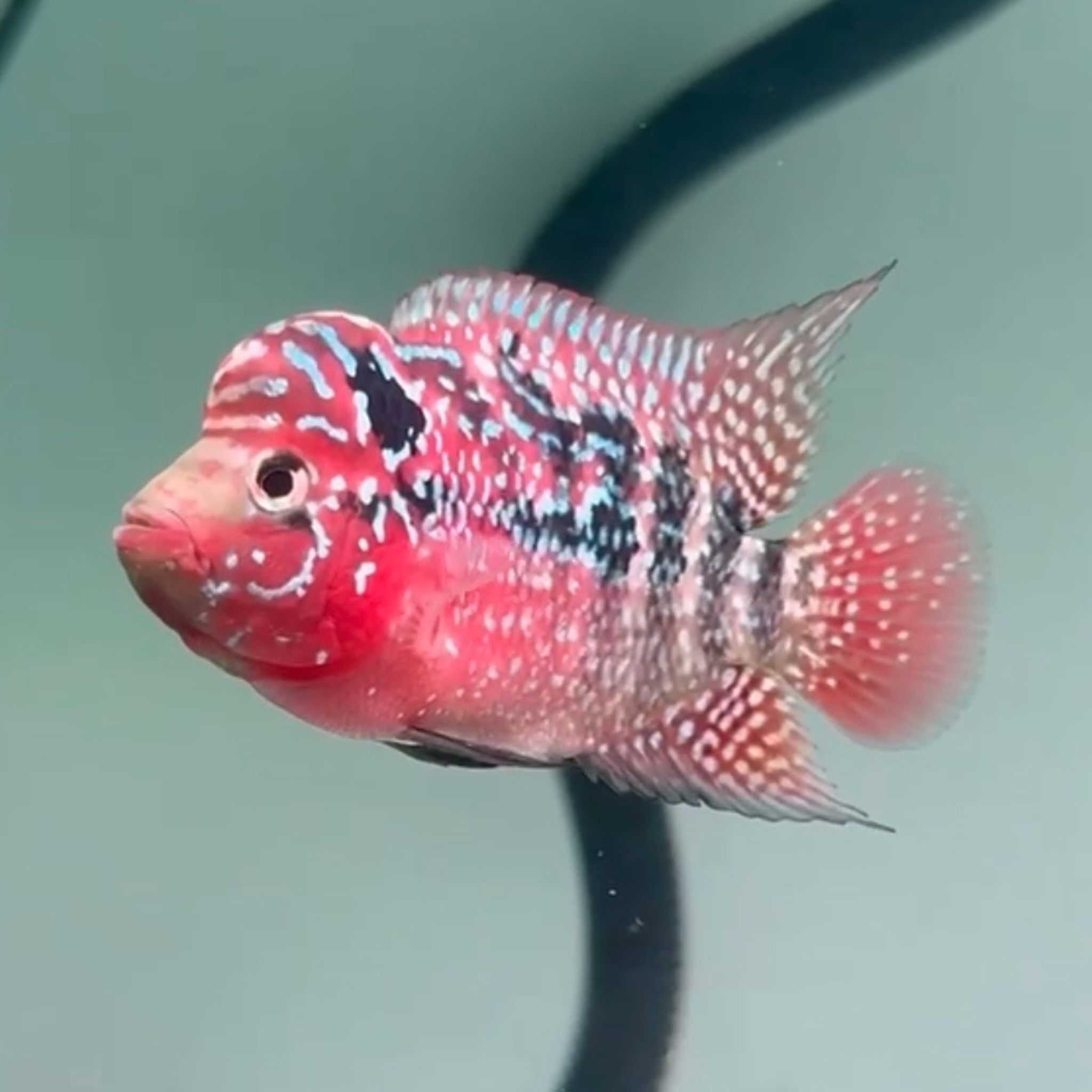🇻🇳 Vietnam Red Kamfa (No.30)