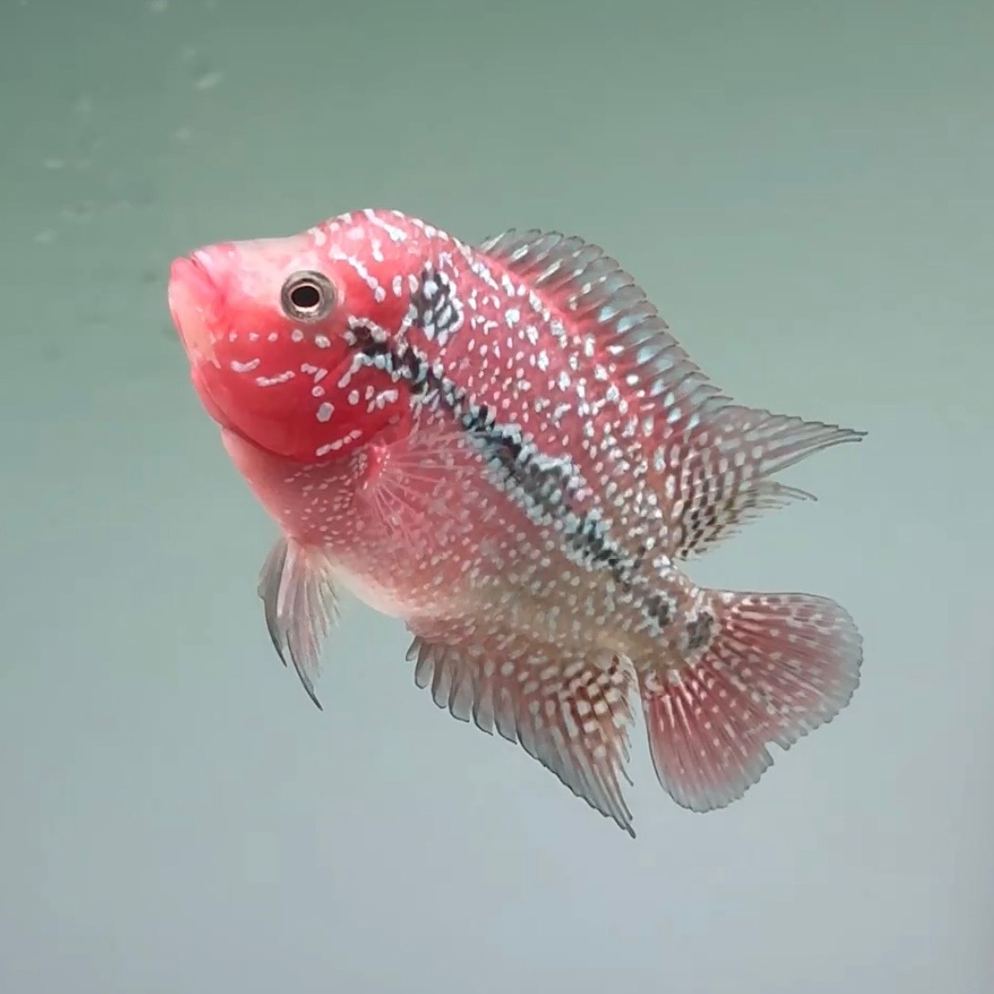 🇻🇳 Vietnam Red Kamfa (No.31)