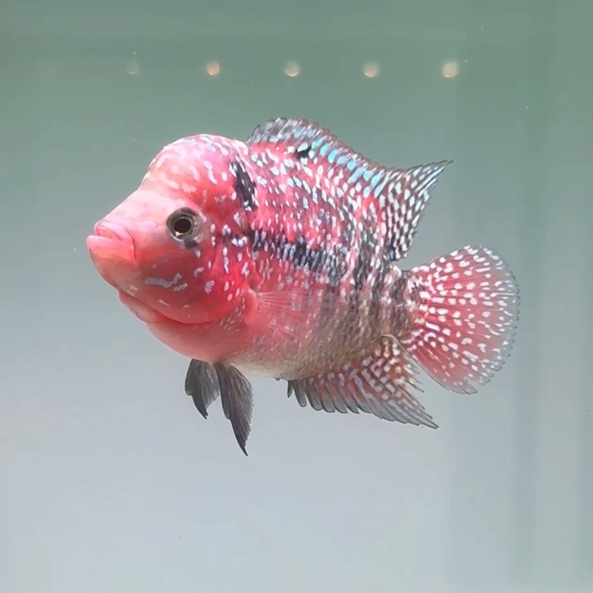 🇻🇳 Vietnam Red Kamfa (No.32)