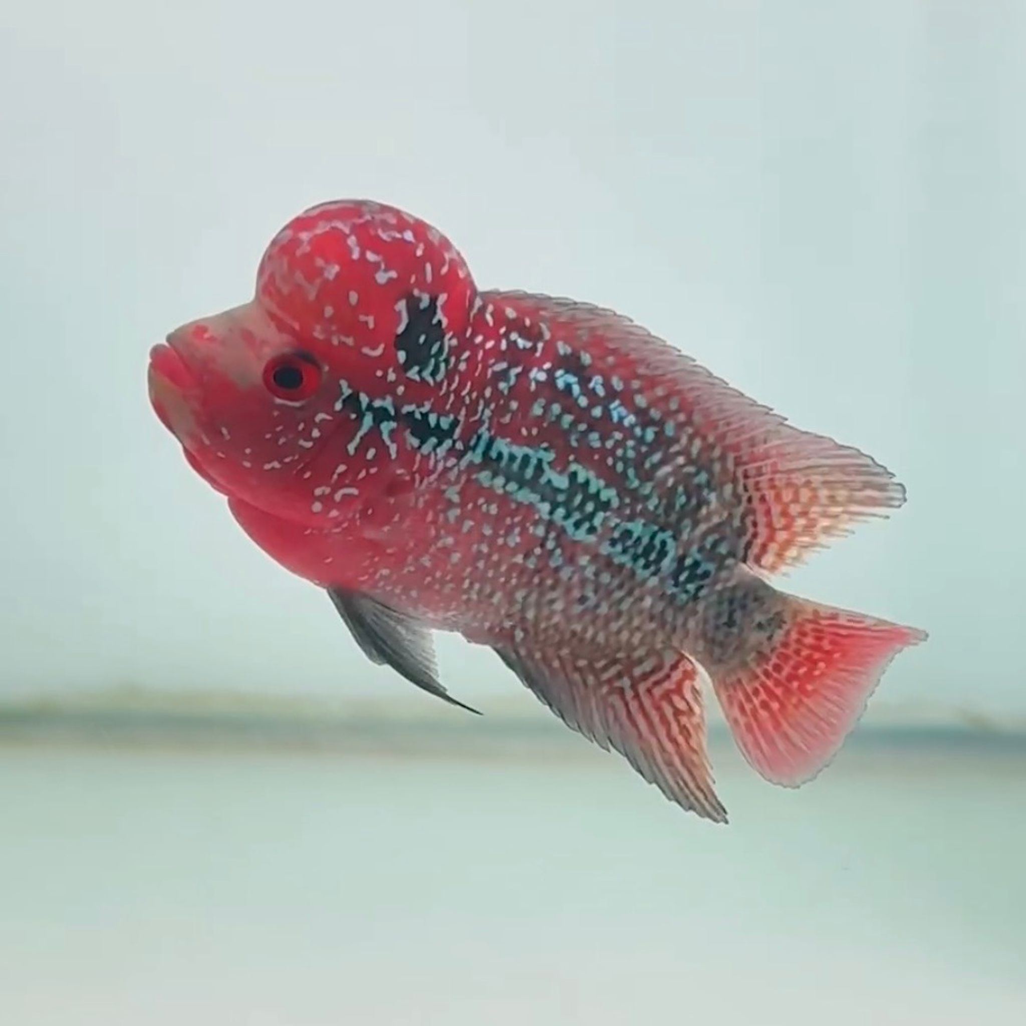 🇻🇳 Vietnam Red Kamfa (No.80)