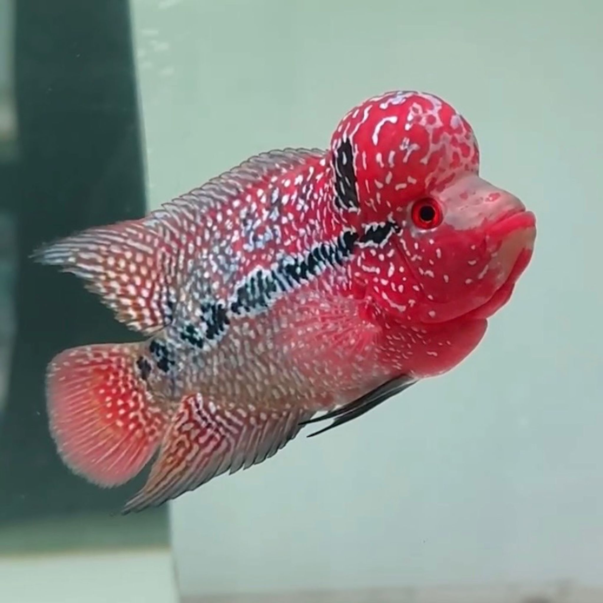 🇻🇳 Vietnam Red Kamfa (No.80)