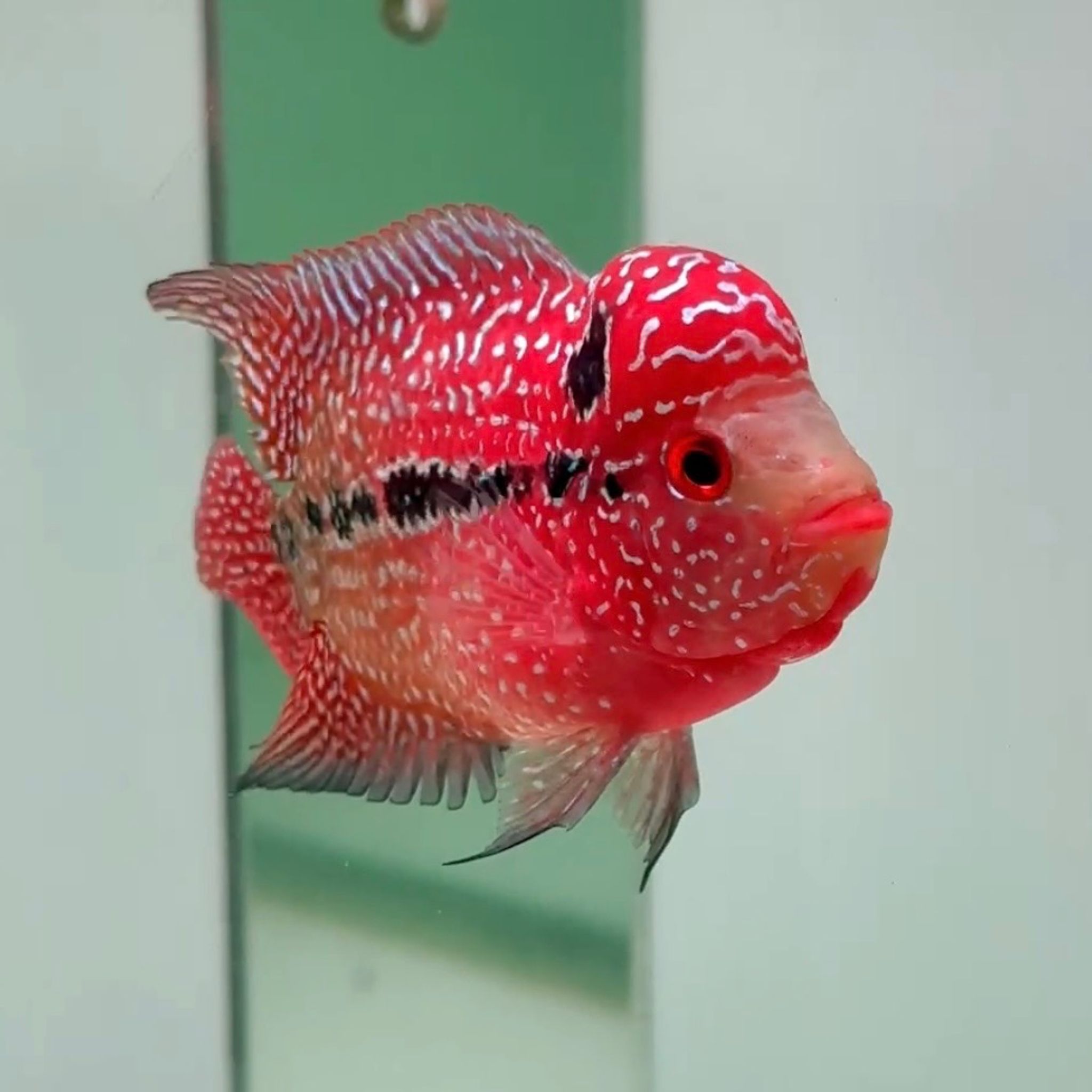 🇻🇳 Vietnam Red Kamfa (No.80)