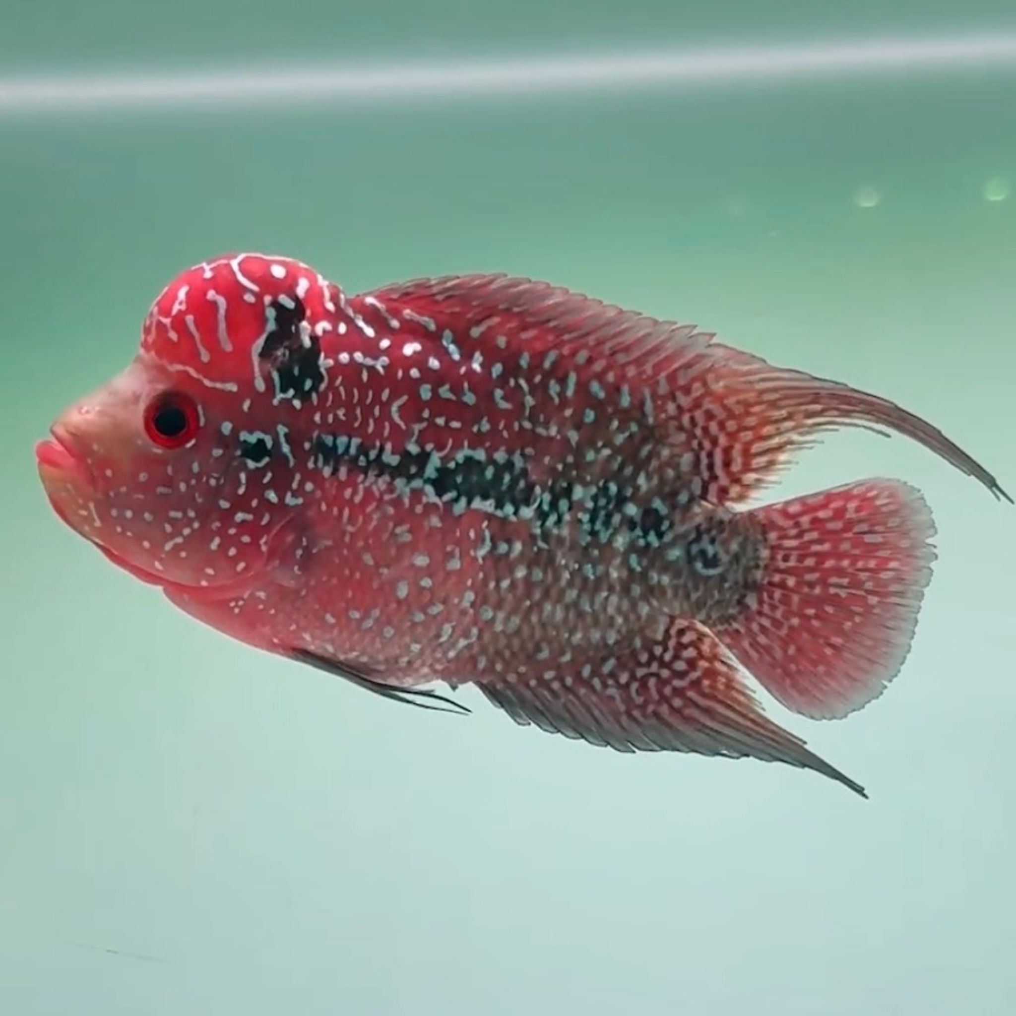 🇻🇳 Vietnam Red Kamfa (No.80)