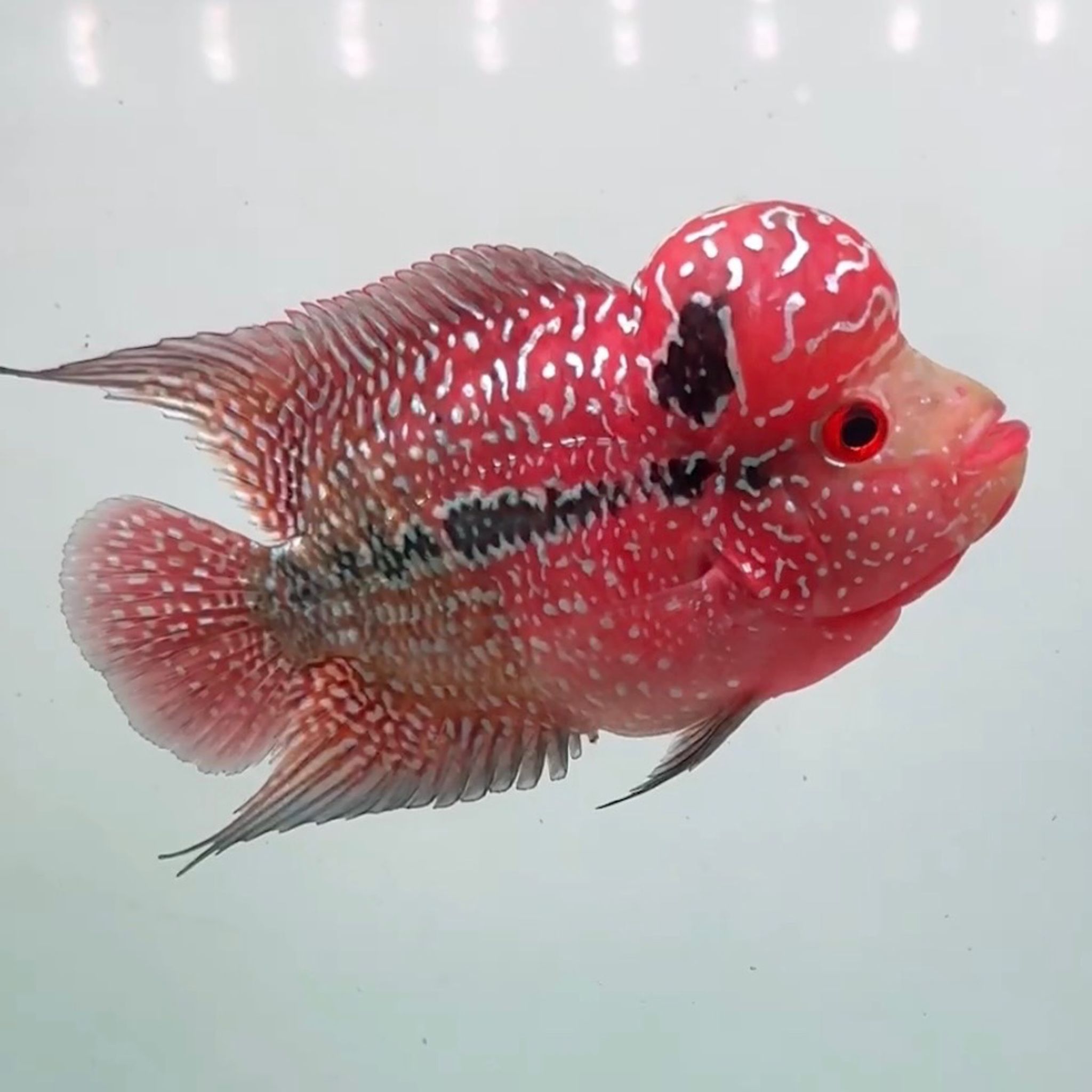 🇻🇳 Vietnam Red Kamfa (No.80)