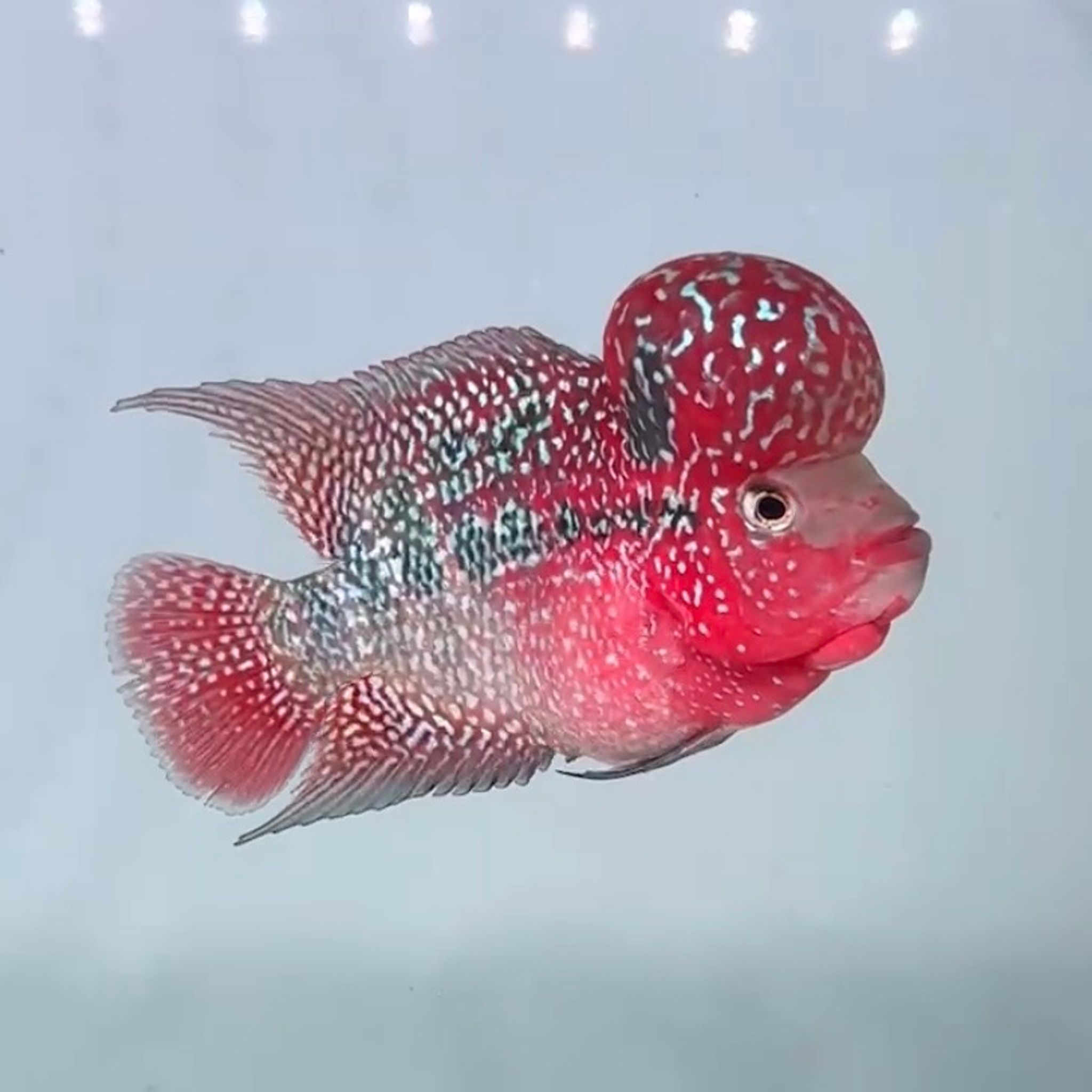 🇻🇳 Vietnam Red Kamfa (No.82)
