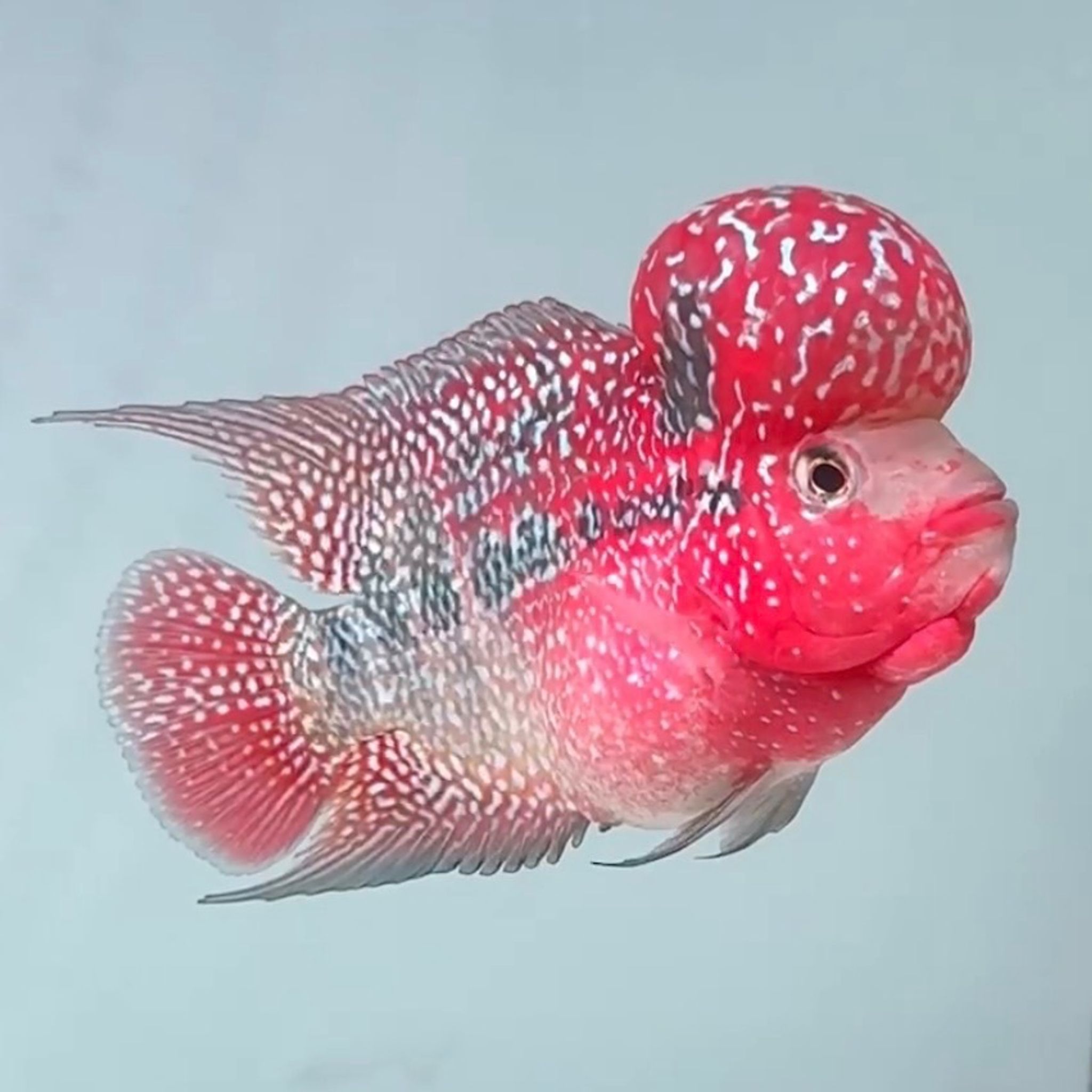 🇻🇳 Vietnam Red Kamfa (No.82)