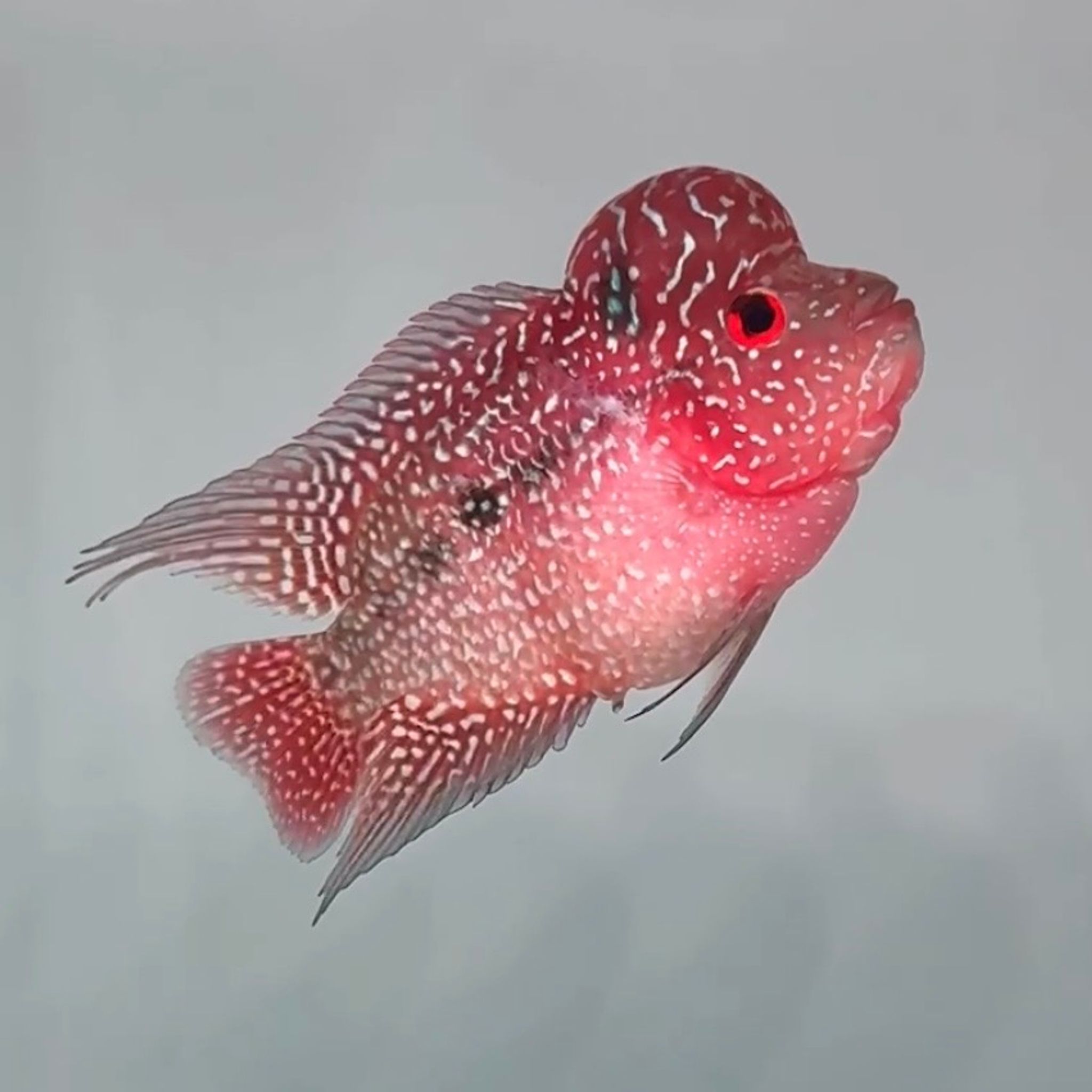 🇻🇳 Vietnam Red Kamfa (No.85)