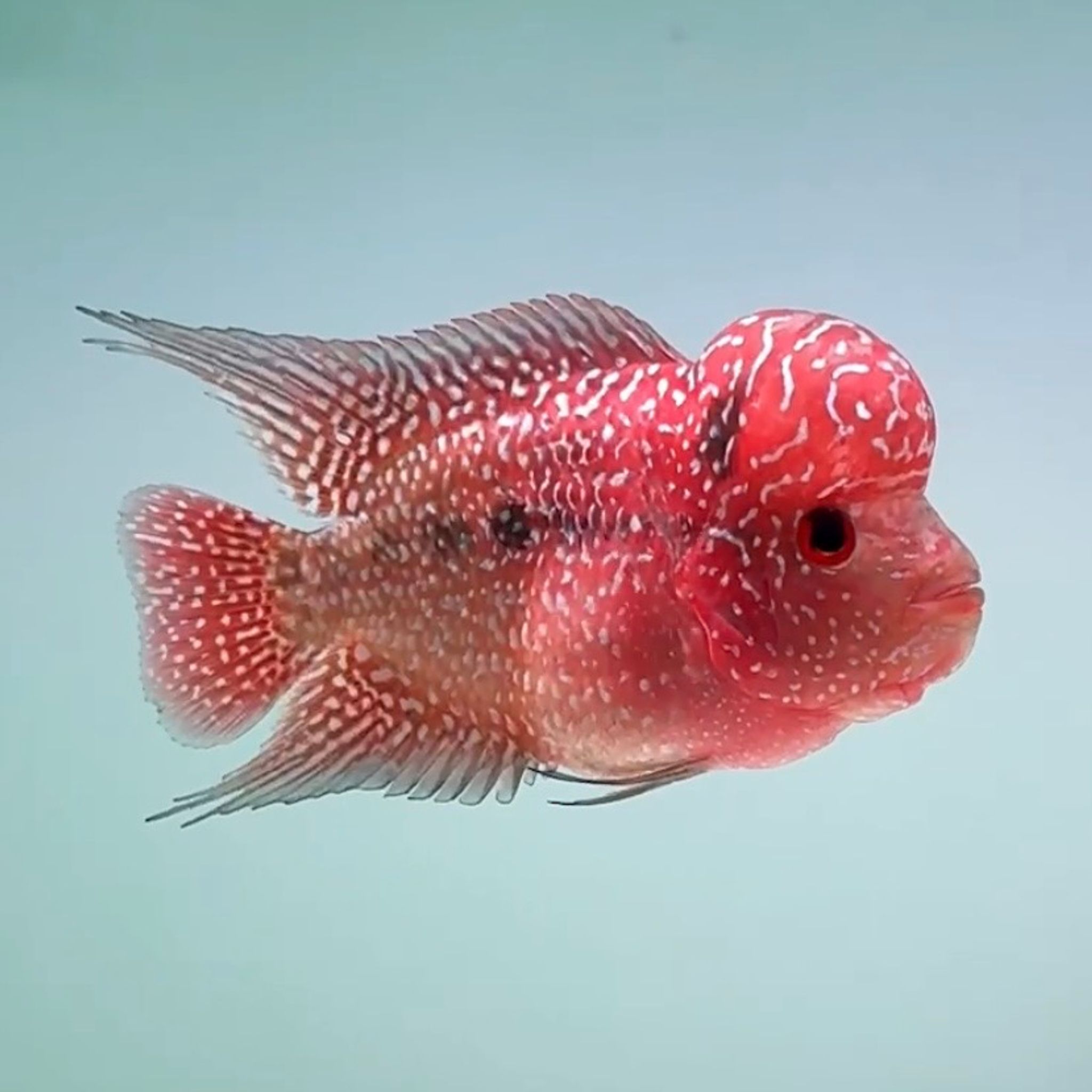 🇻🇳 Vietnam Red Kamfa (No.85)