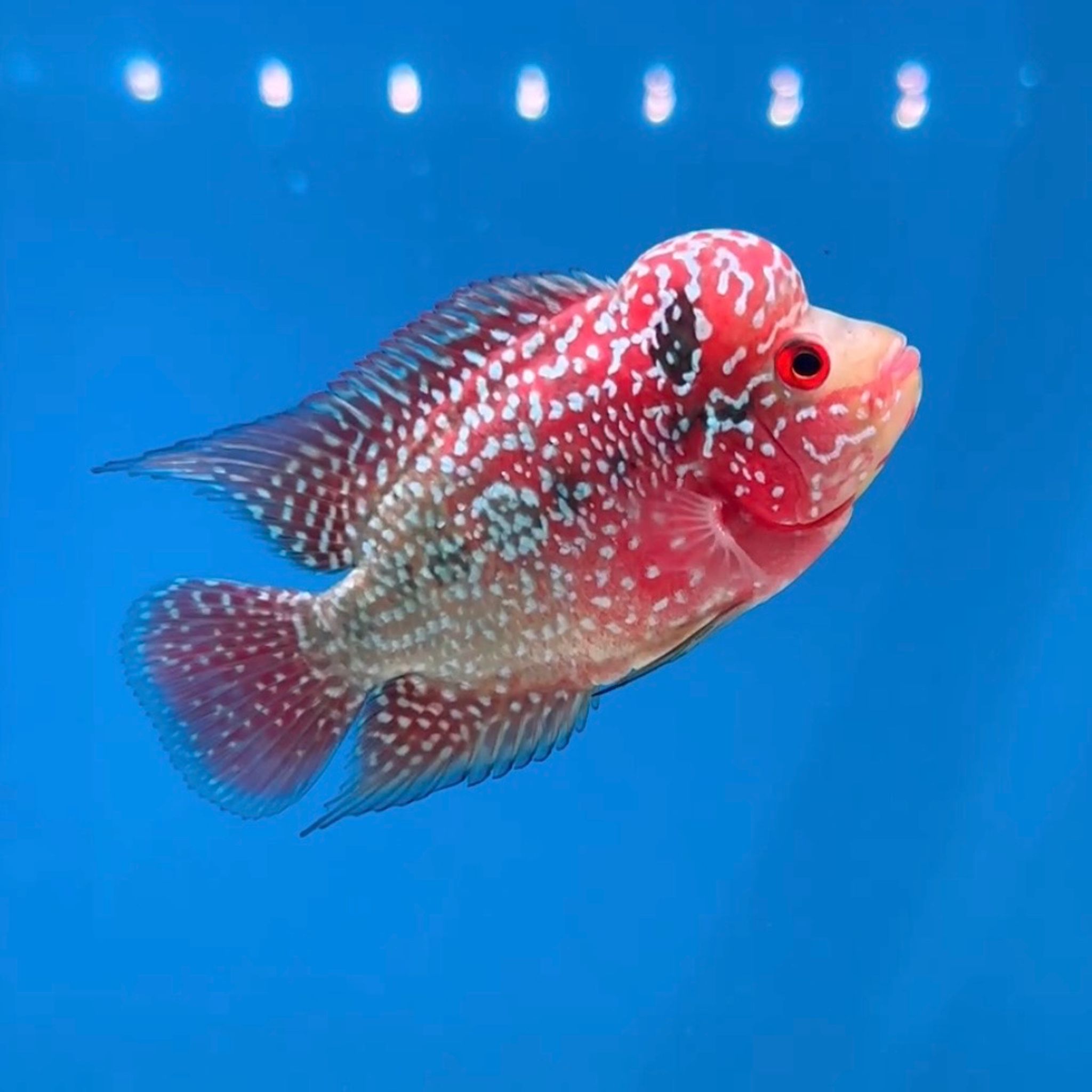 🇻🇳 Vietnam Red Kamfa (No.9)