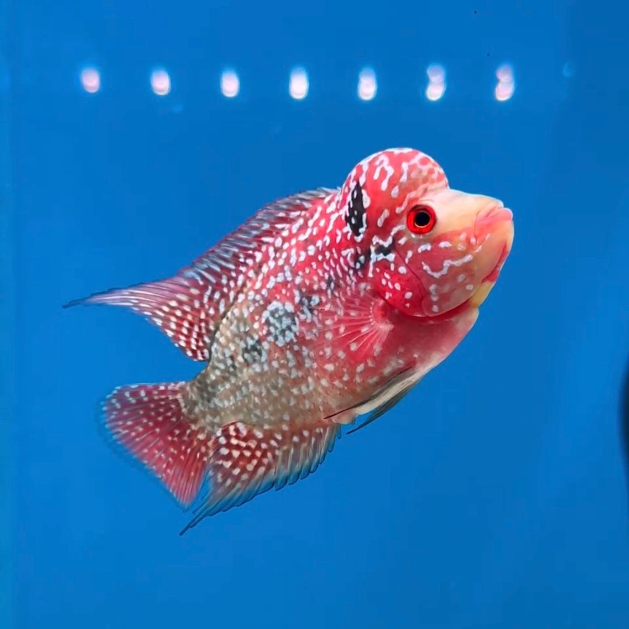 🇻🇳 Vietnam Red Kamfa (No.9)