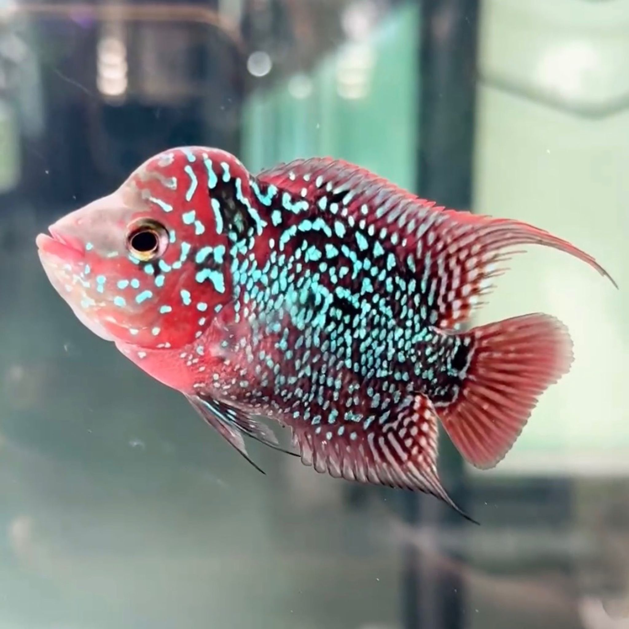 🇻🇳 Vietnam Red Kamfa (No.F10)