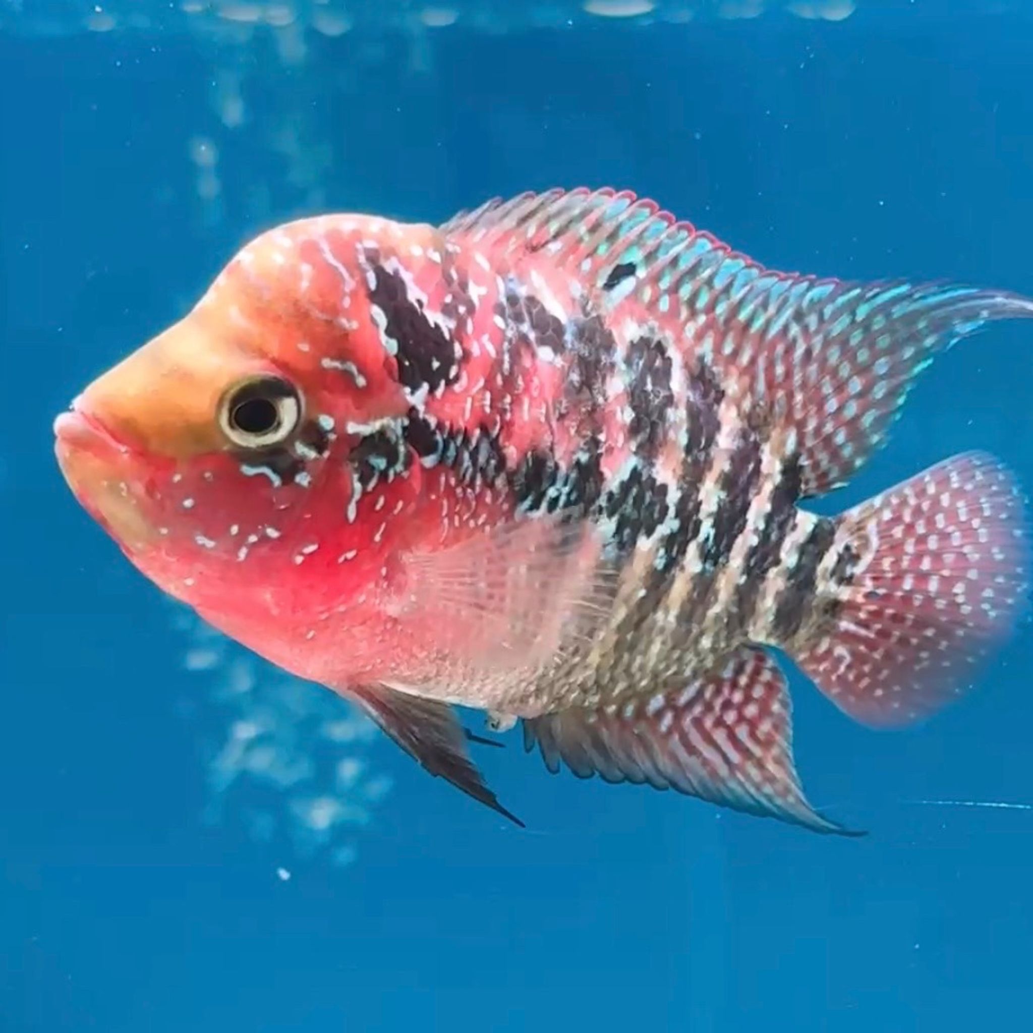 🇻🇳 Vietnam Red Kamfa Female (No.13)