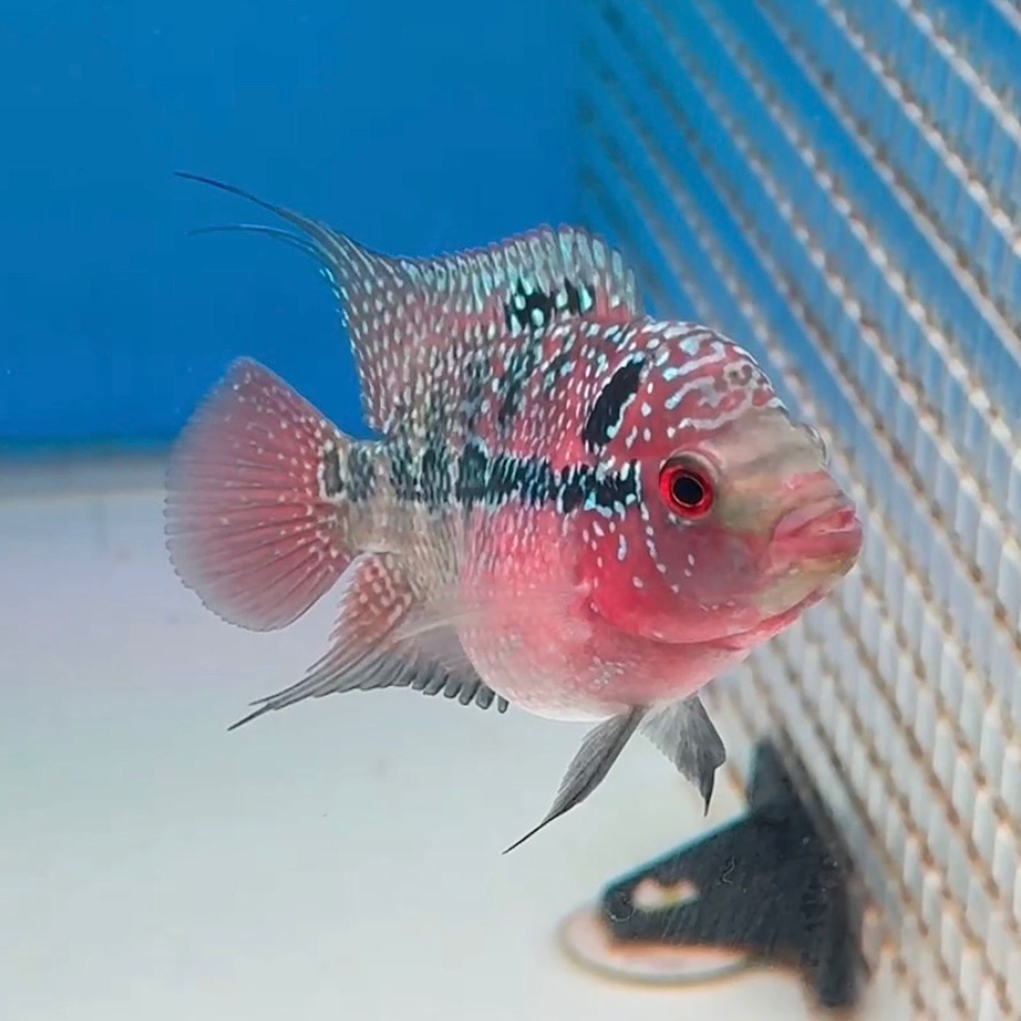 🇻🇳 Vietnam Red Kamfa Female (No.14)