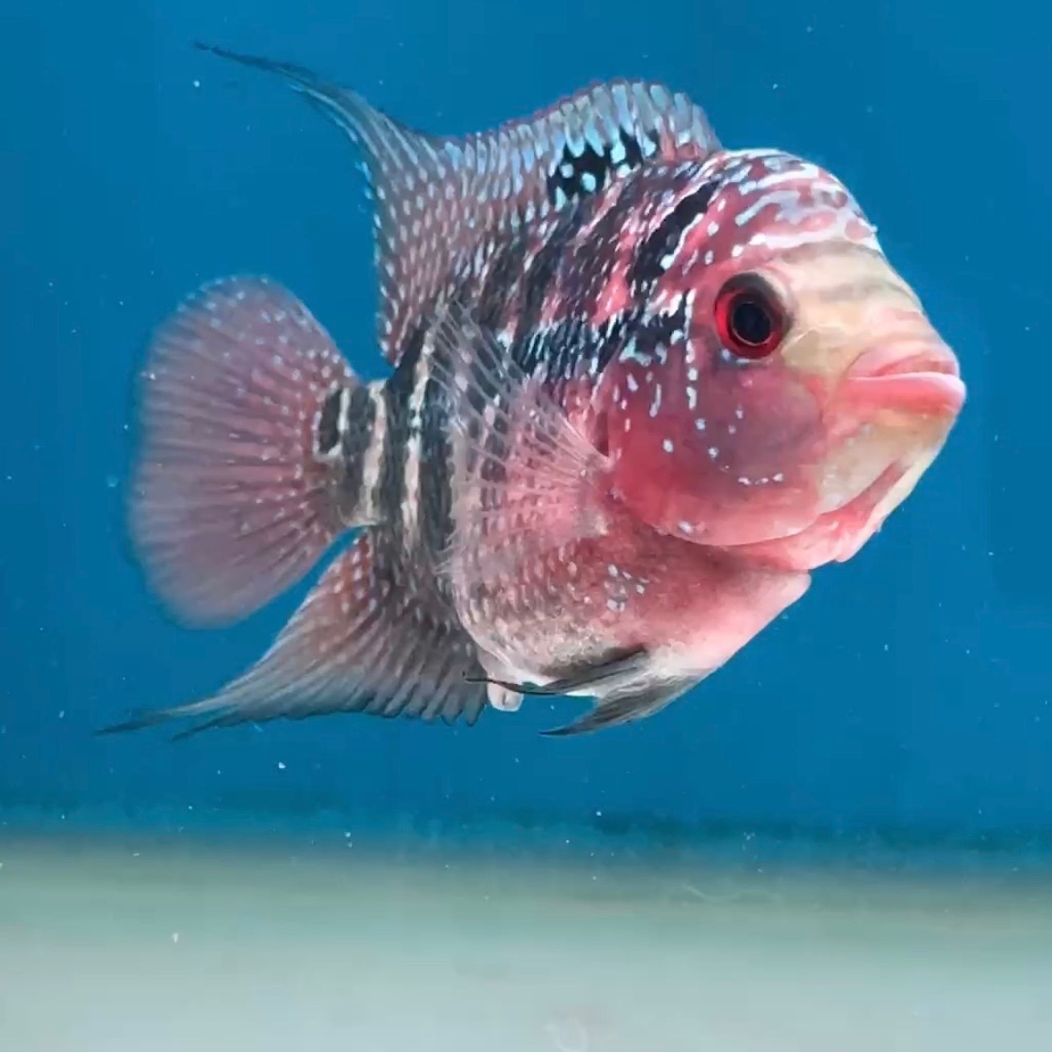 🇻🇳 Vietnam Red Kamfa Female (No.14)