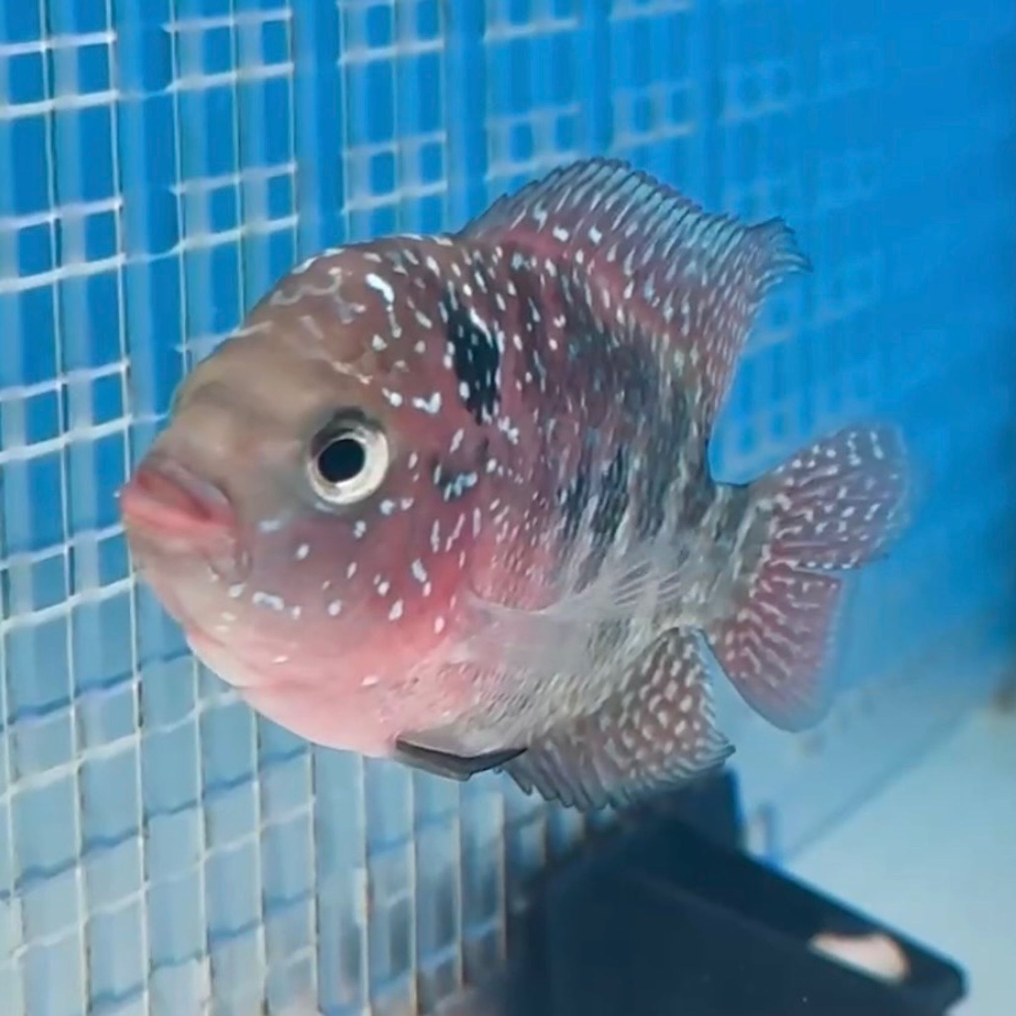 🇻🇳 Vietnam Red Kamfa Female (No.19)