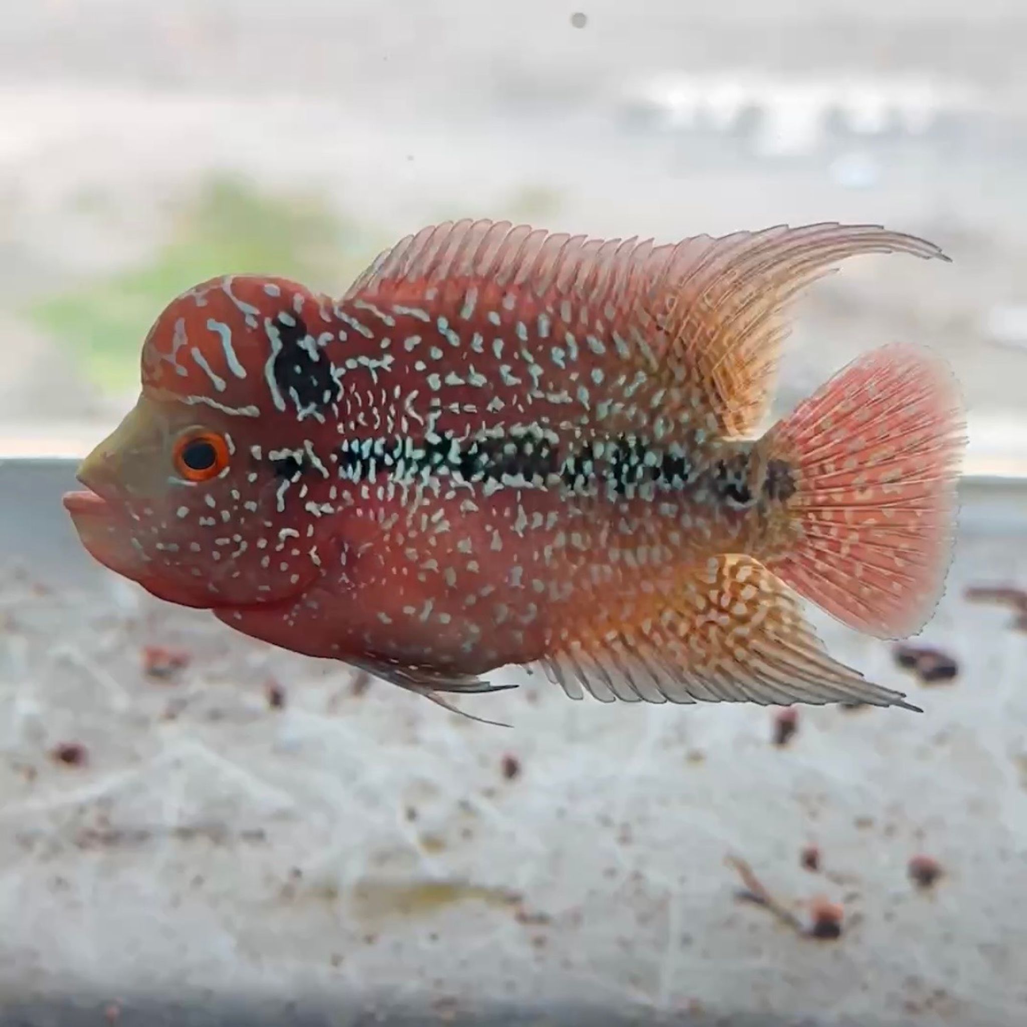 🇻🇳 Vietnam Red Kamfa