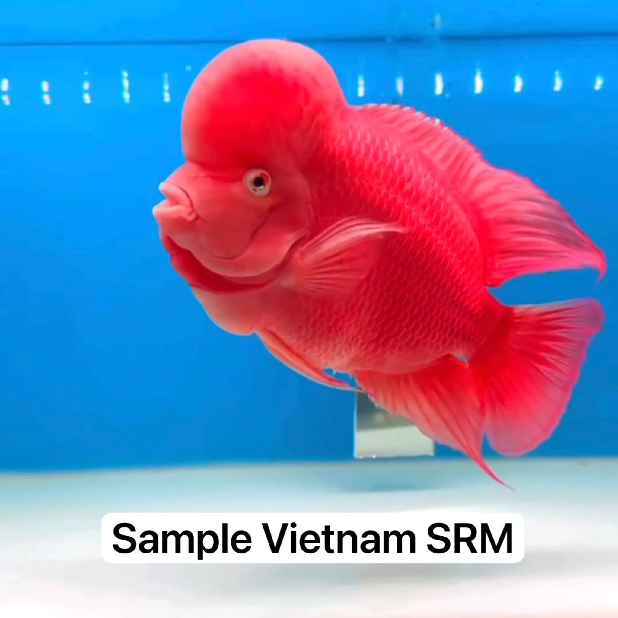 🇻🇳 Vietnam SRM (No.37)