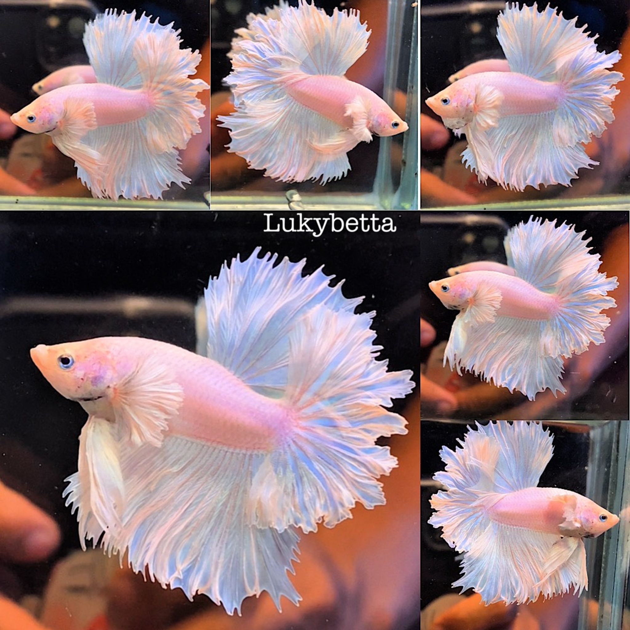 🏵️DUMBO FEATHERTAILS🏵️