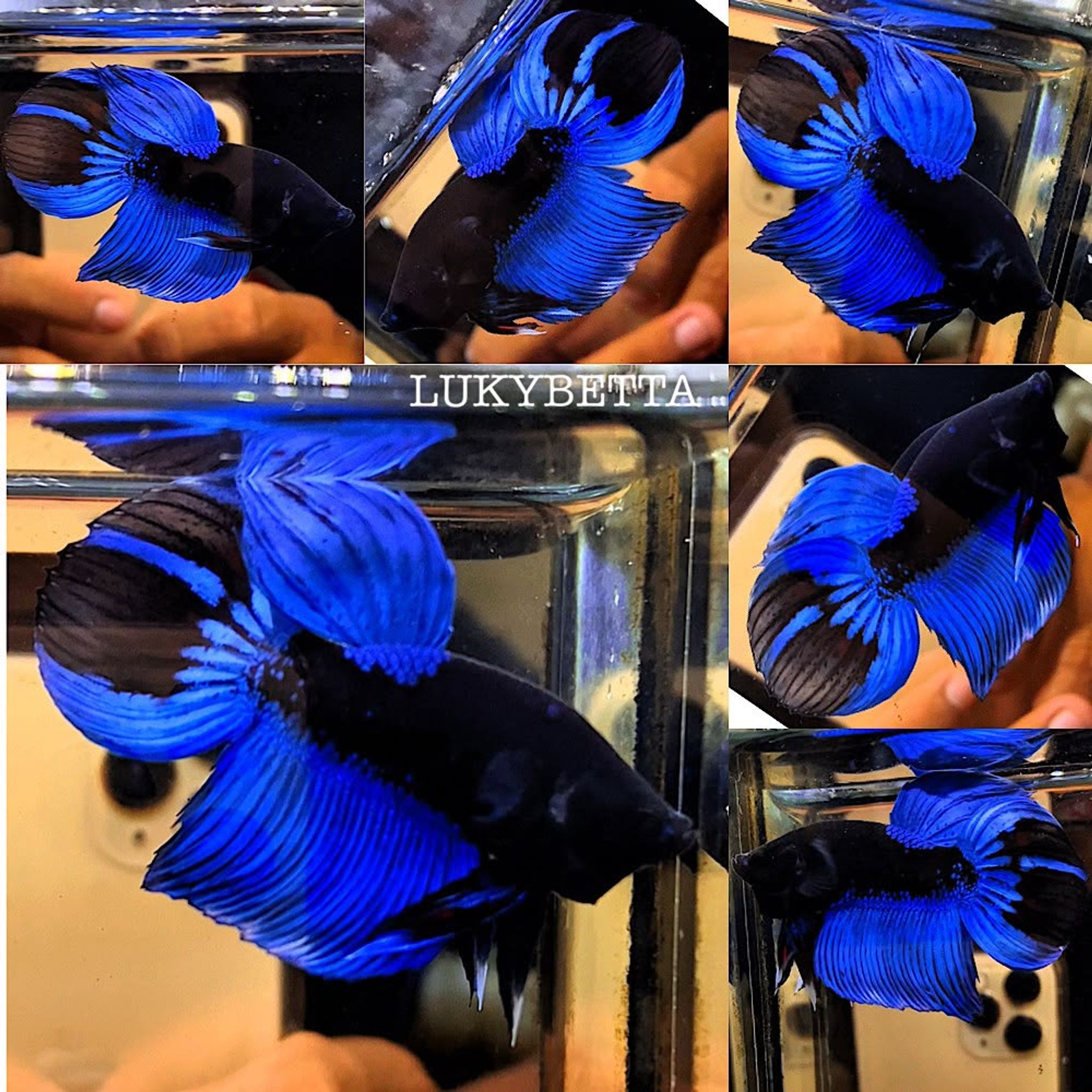 💙🌑BLUE BLACK LIGHT VIELTAILS 🌑💙