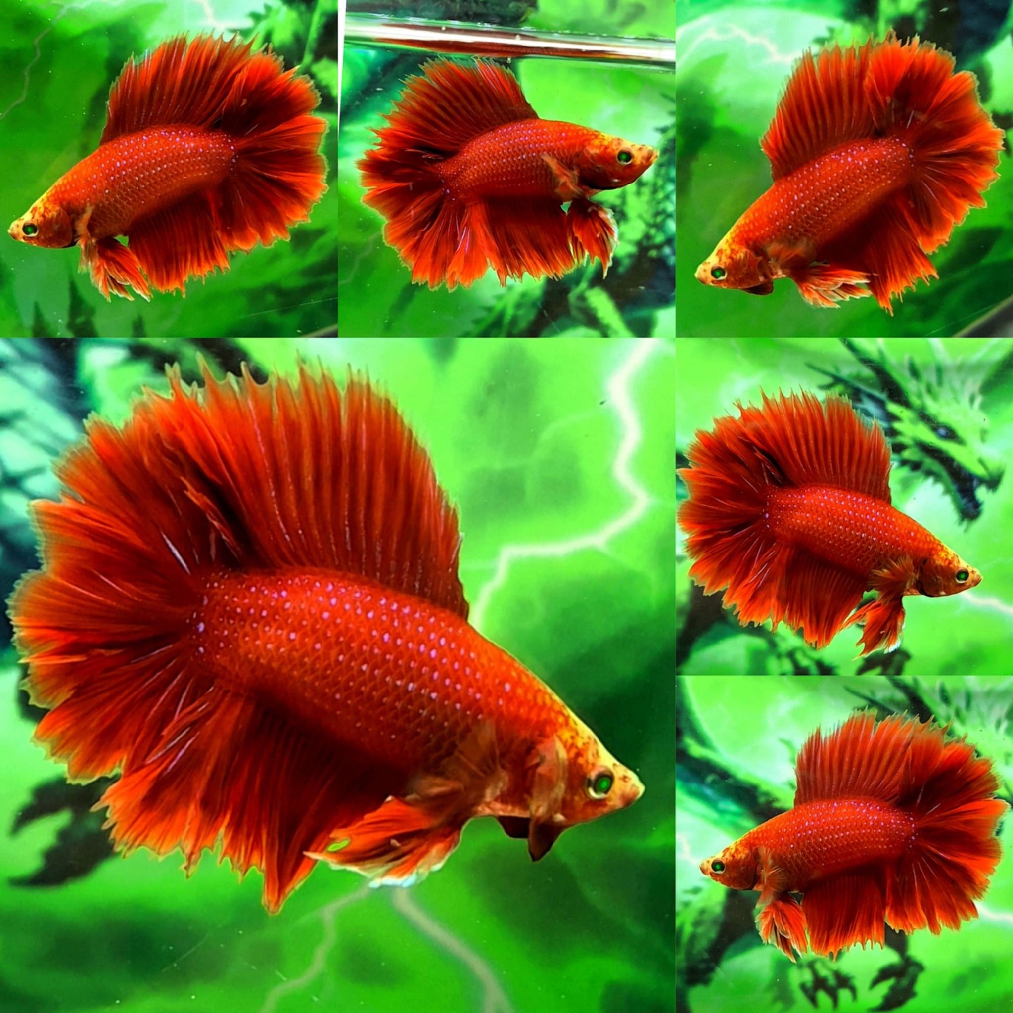 🔥ROSETAIL RED DEVIL HULK🔥