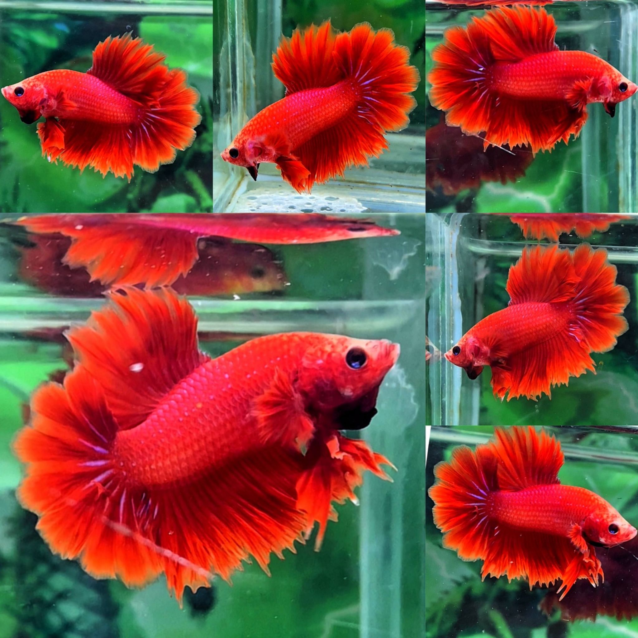 🔥ROSETAIL RED DEVIL🔥