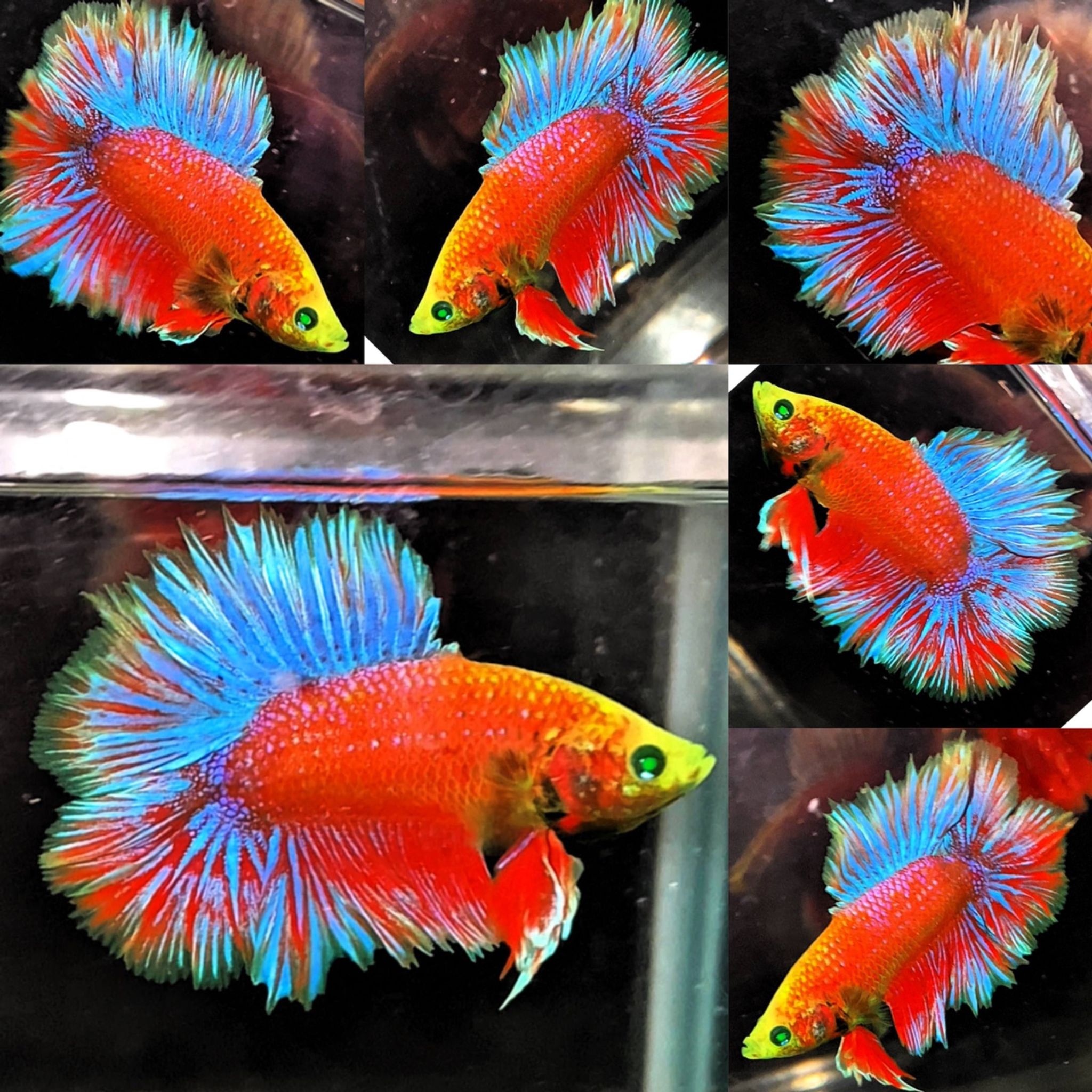 🔥ROSETAILS RED DEVIL HULK🔥