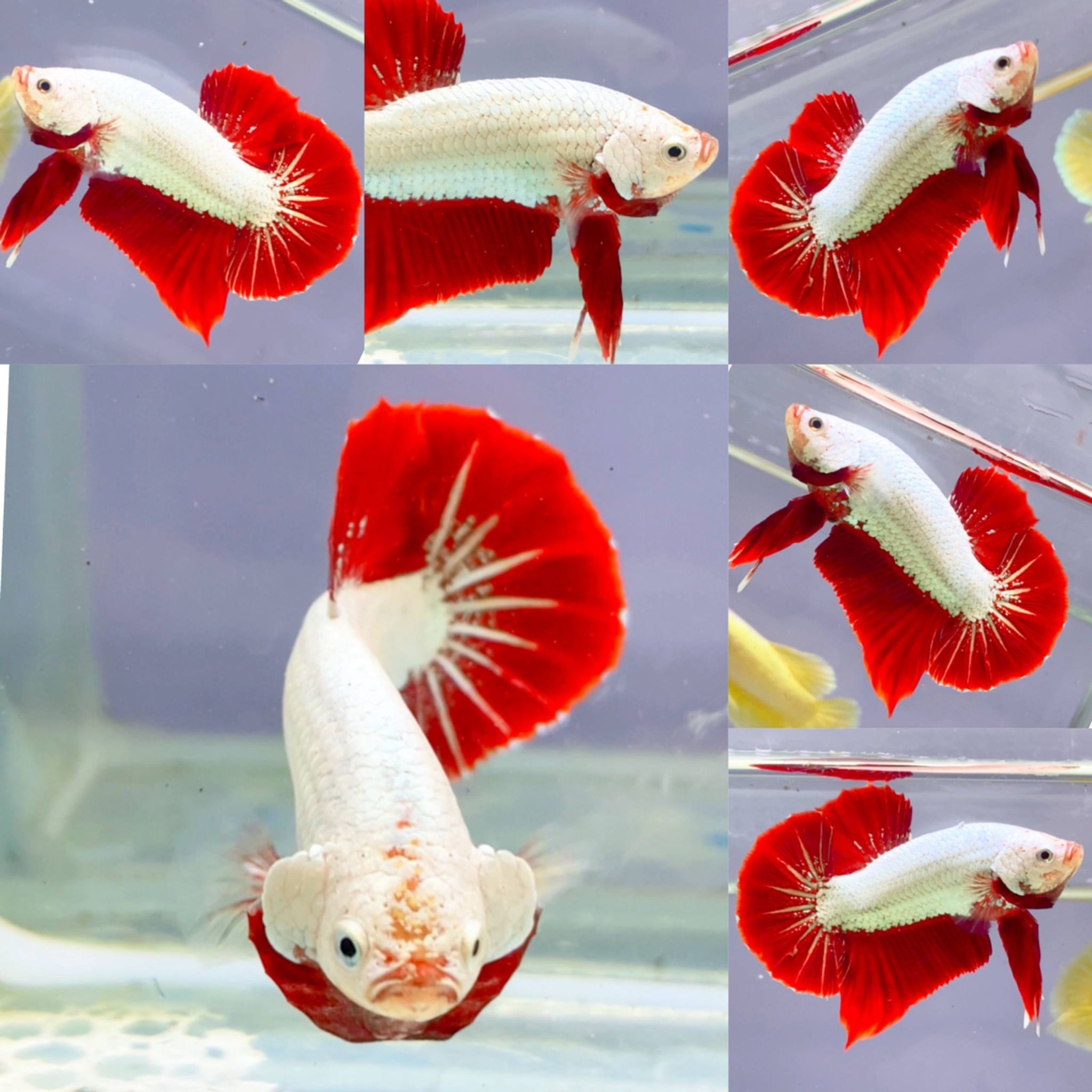 🔥🐉RED DRAGON BIG COLOURS🐉🔥
