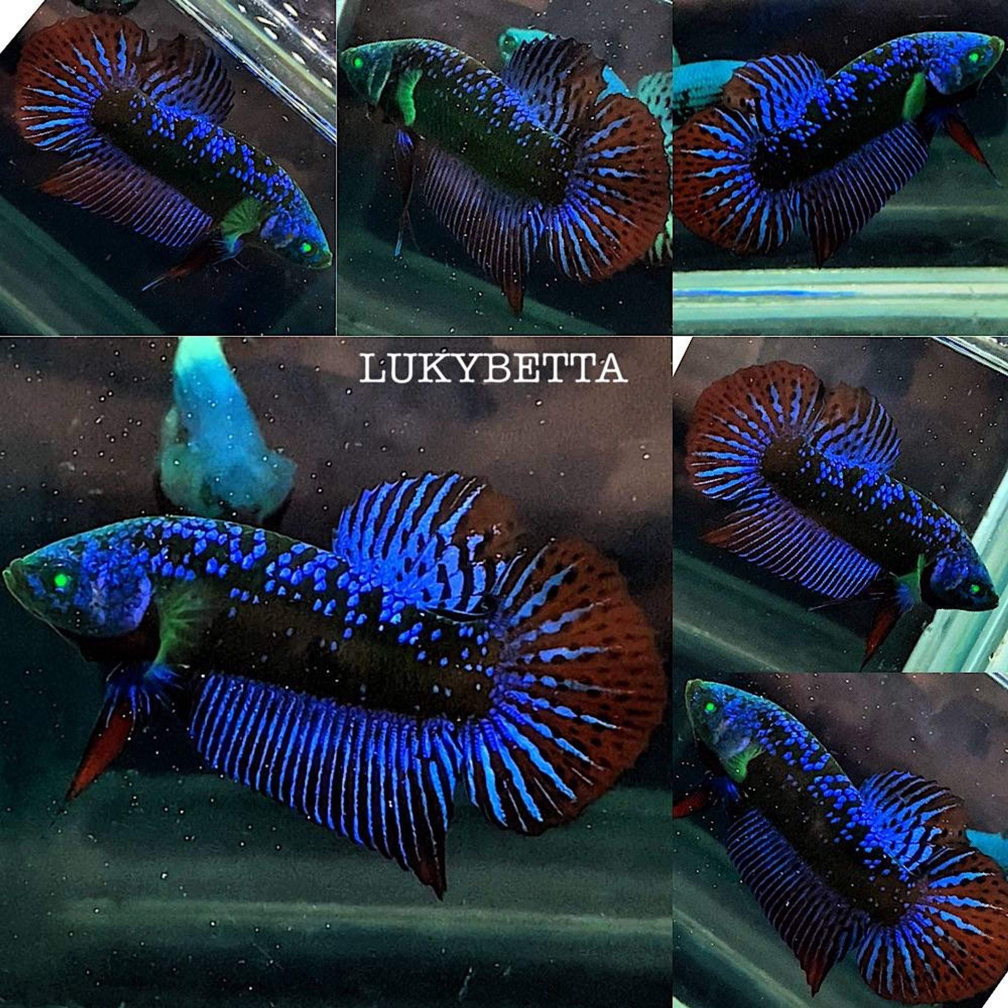 🟢WILD BETTA HULK🟢