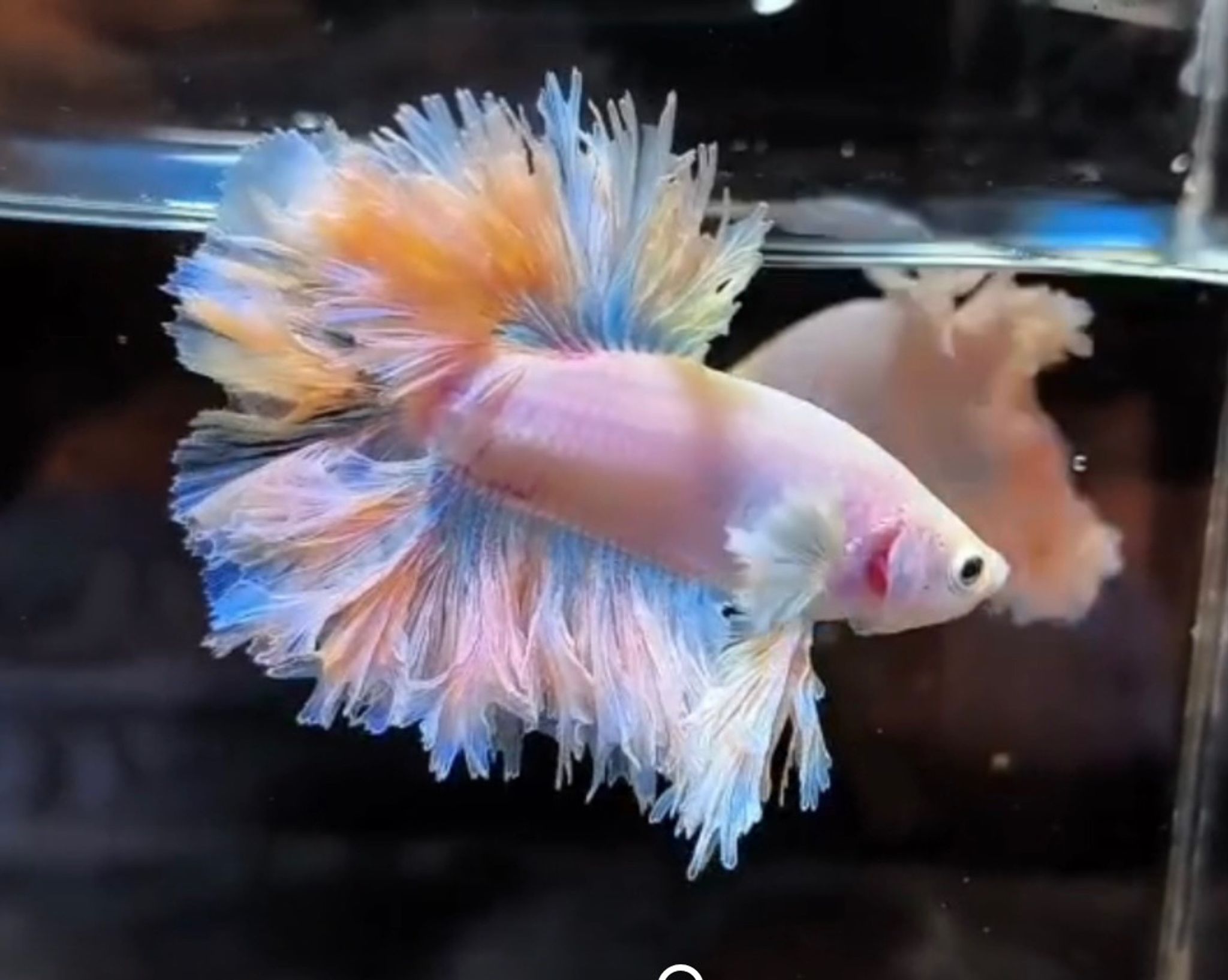 🧊İÇE BLUE ROSETAILS🧊