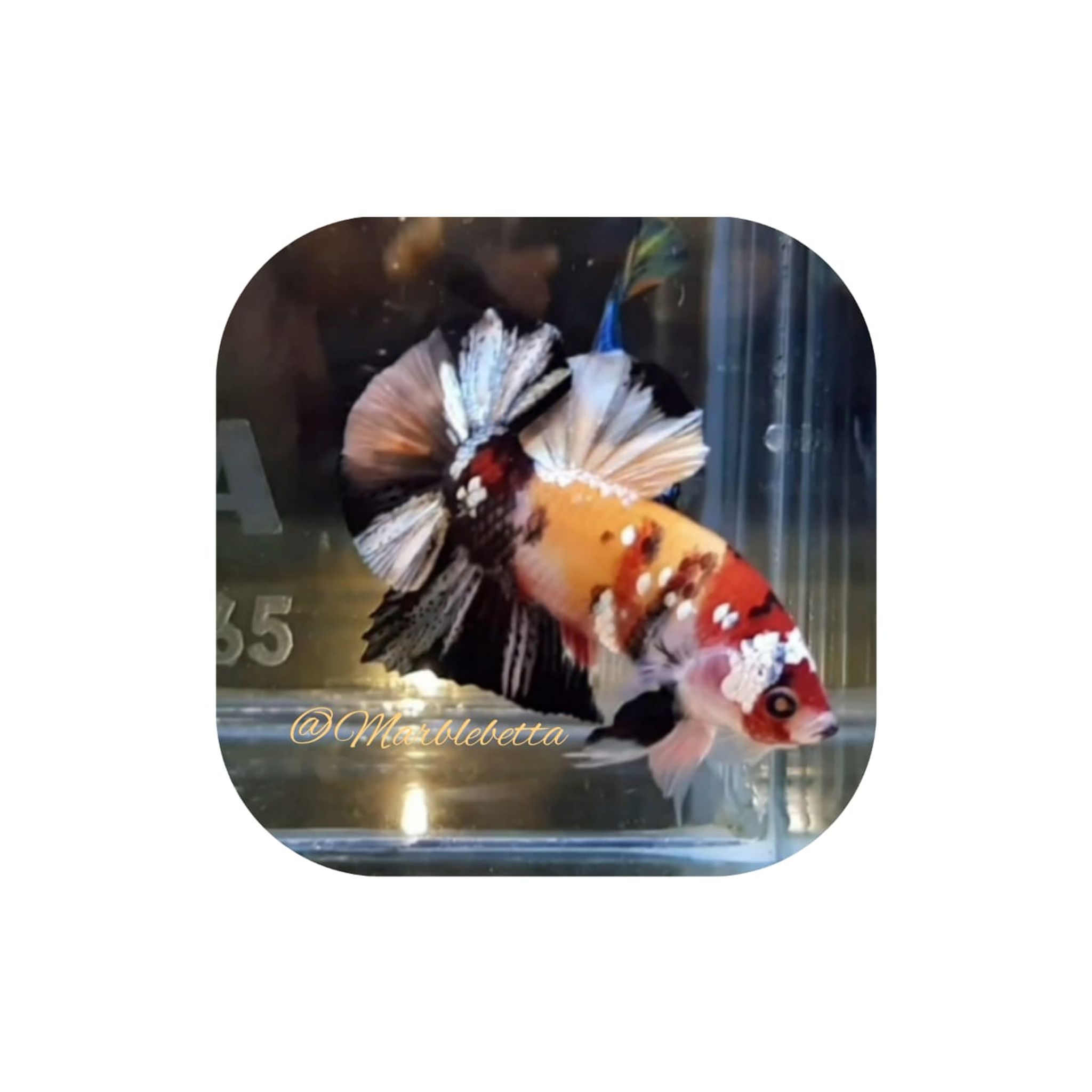 Marble betta 