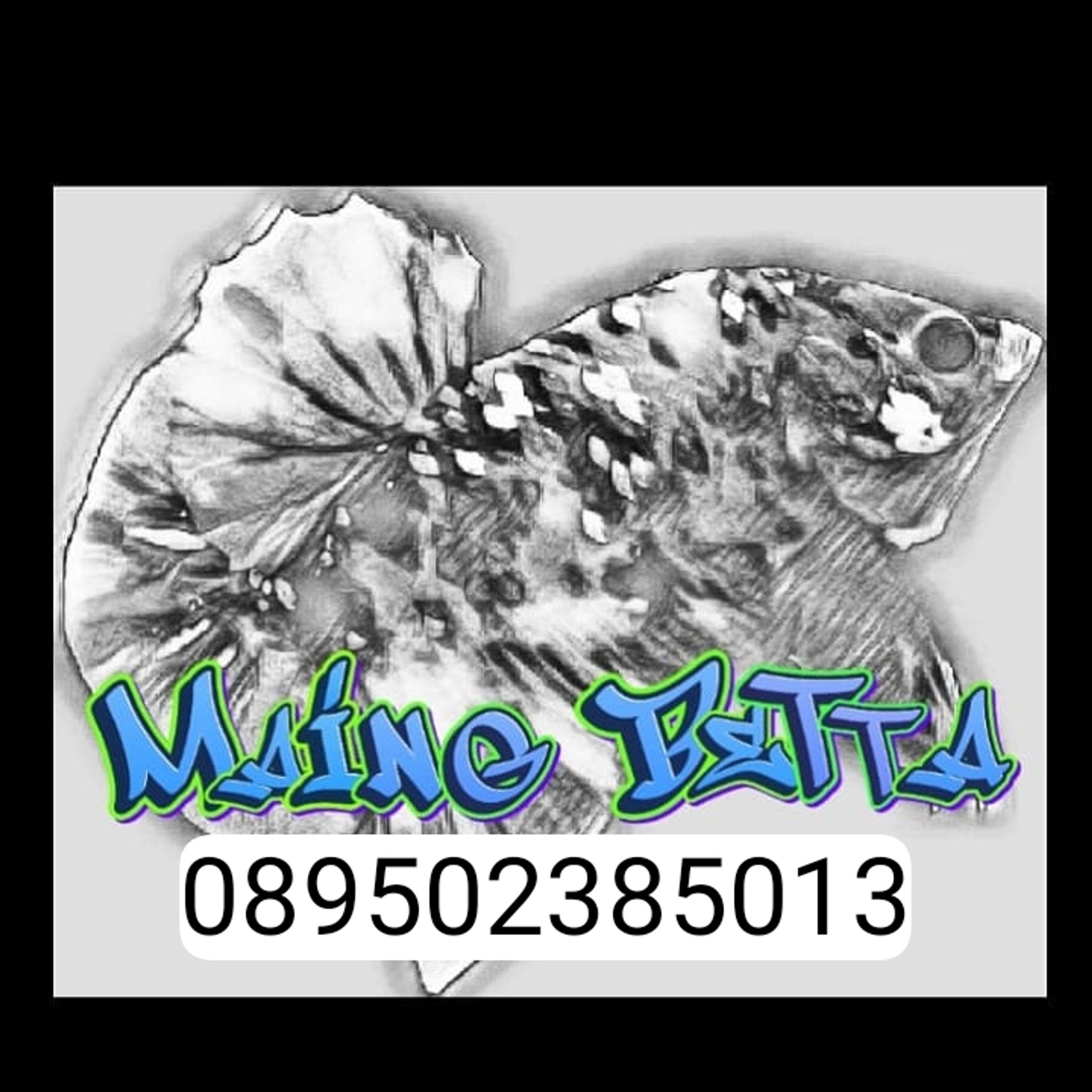 maing betta 