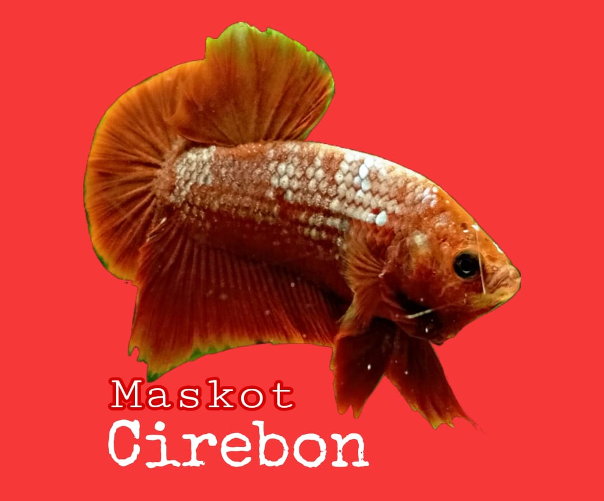 Maskot betta cirebon 