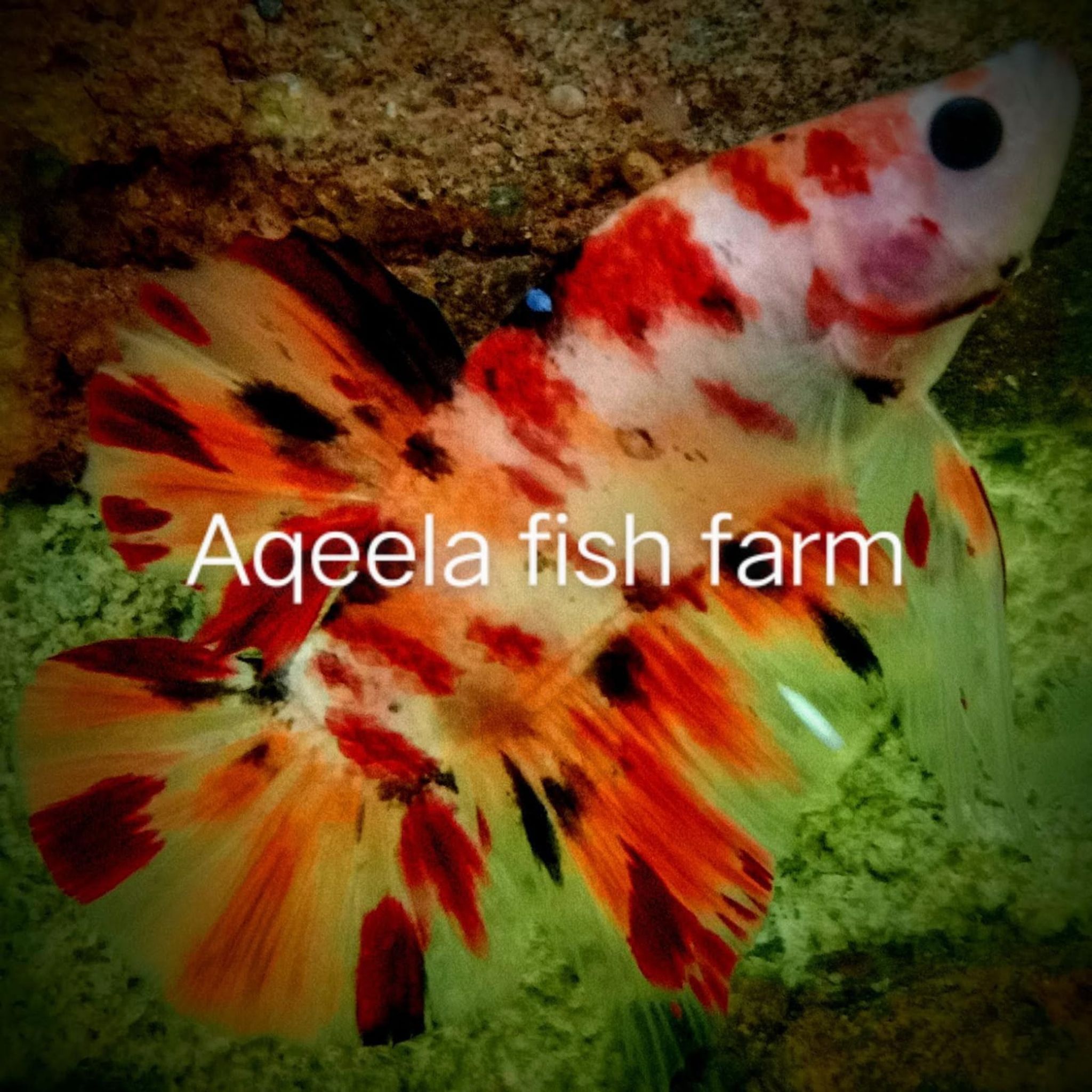 Aqeela fish farm 
