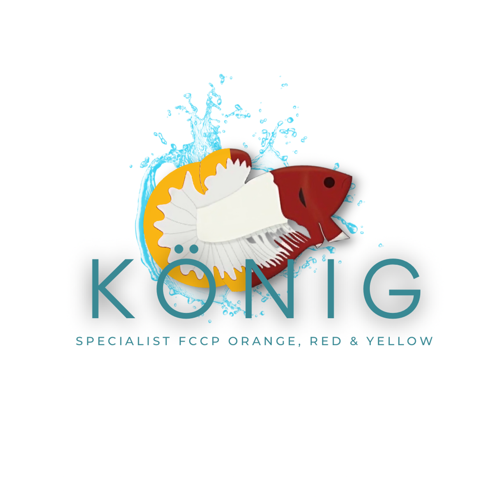 Konig betta 