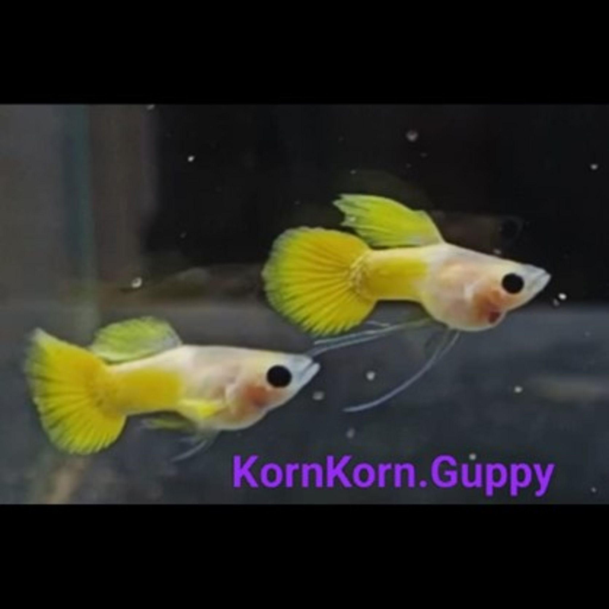 Korn Korn