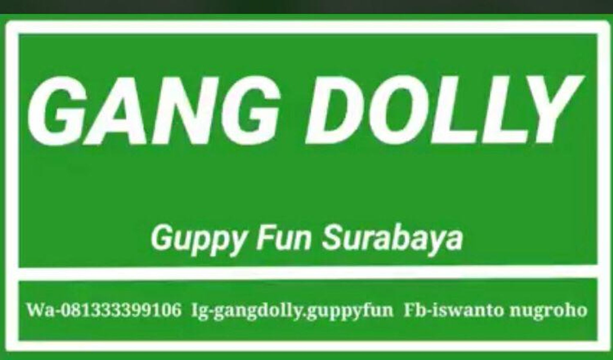 GANG DOLLY 