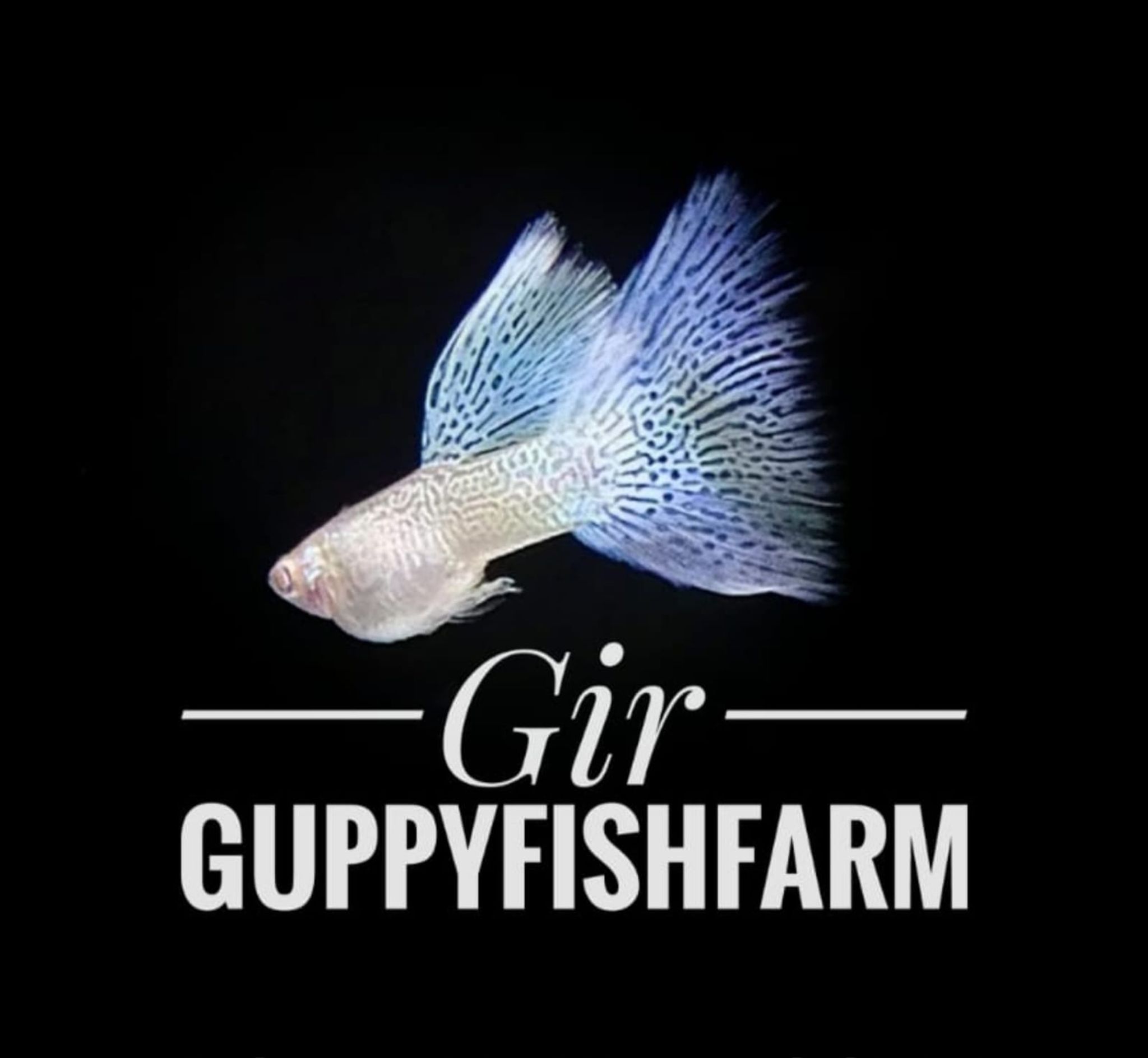 GIR guppyfishfarm 