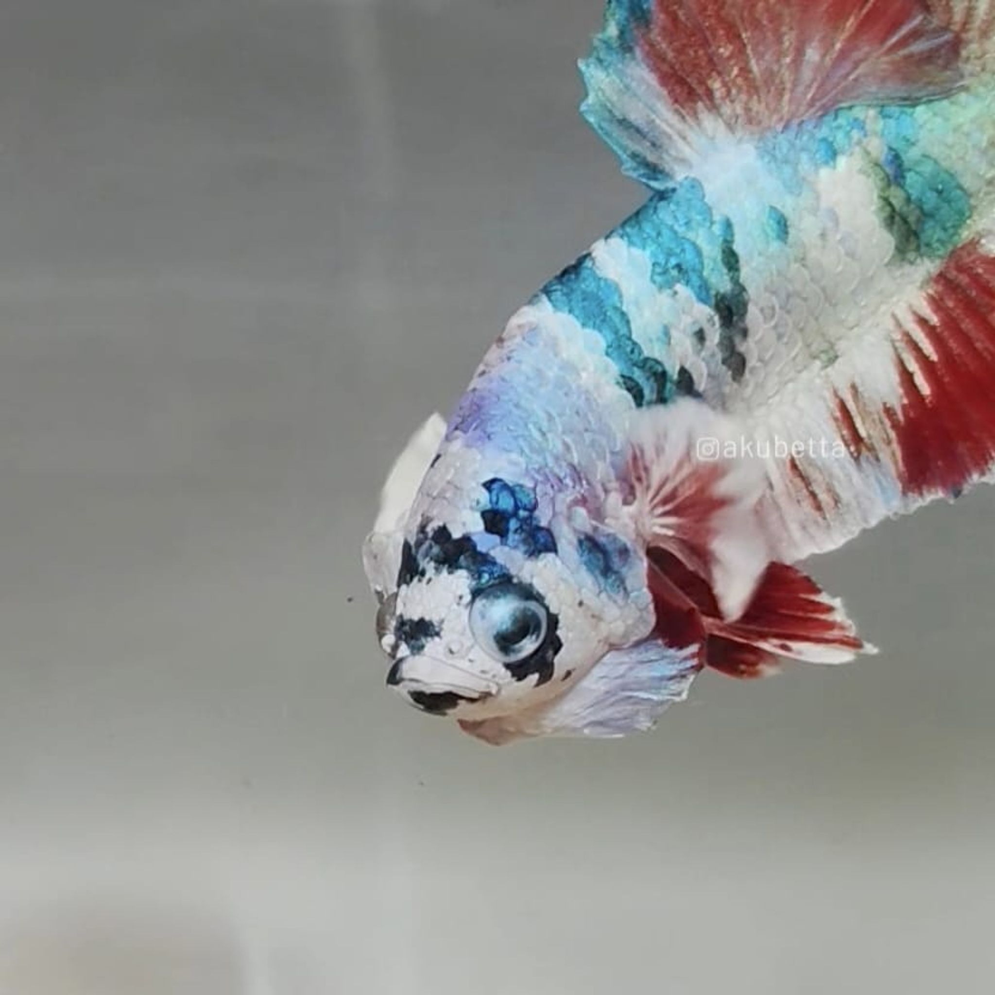 Akubetta