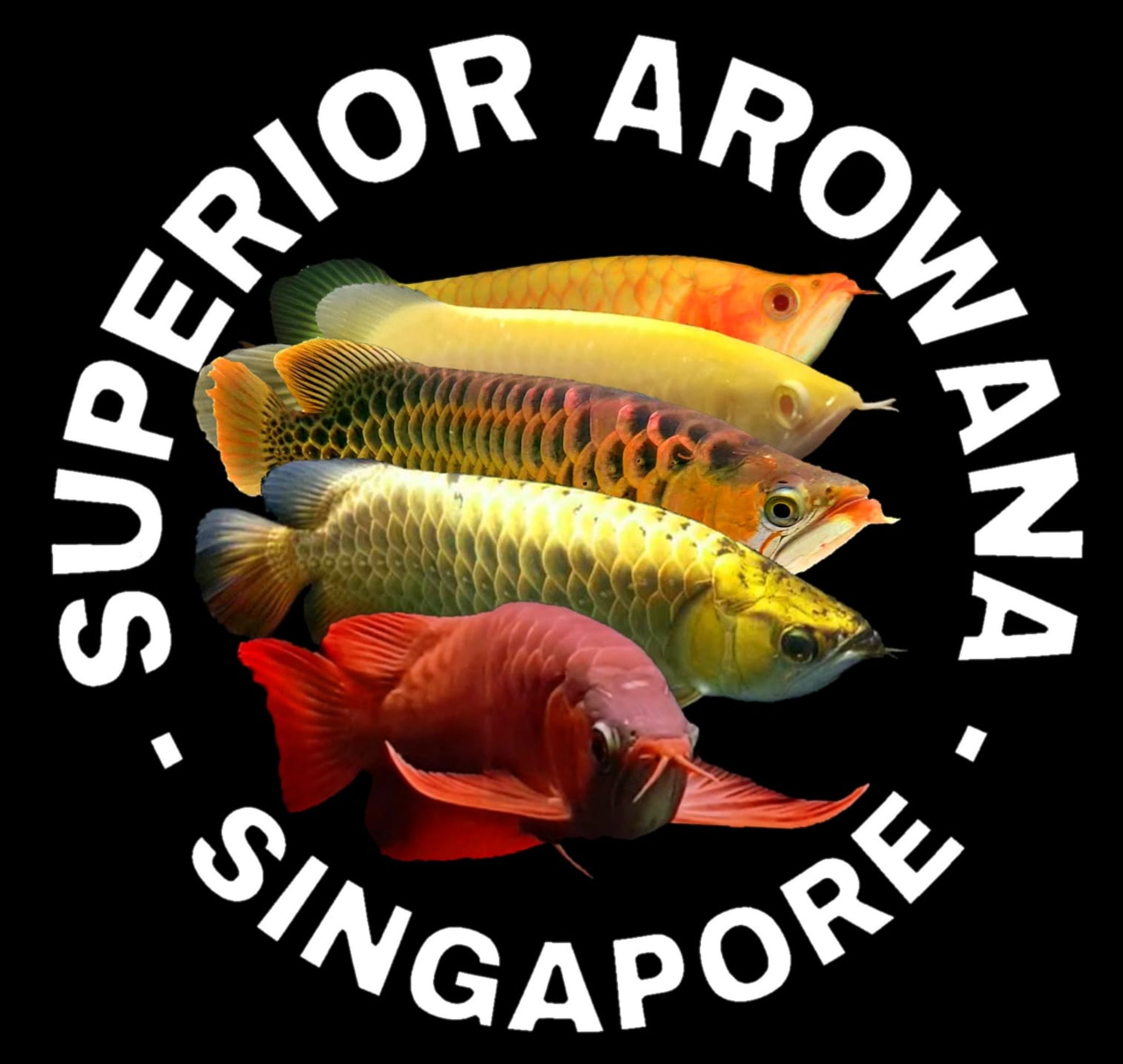 Superior Arowana 