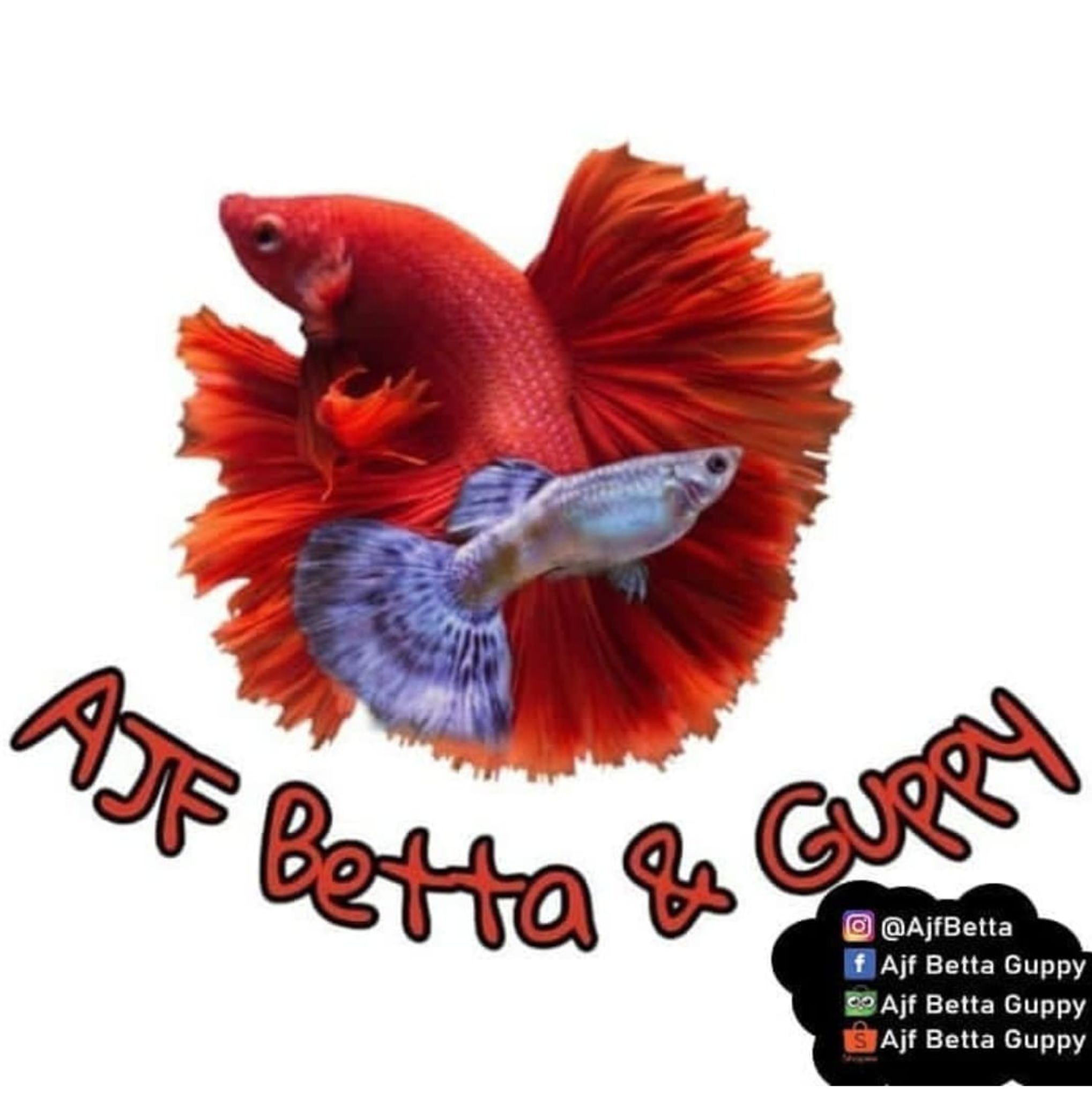 AJF Betta Guppy 