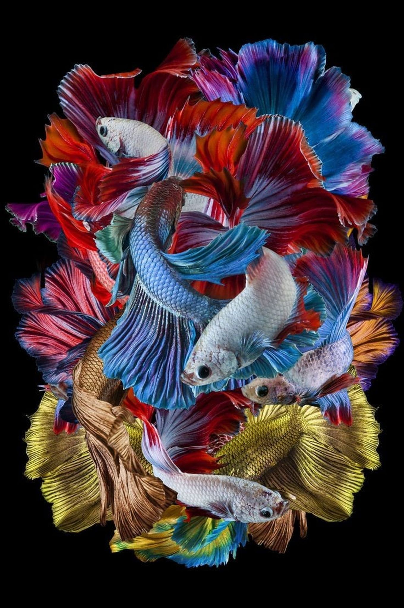Fish galaxy 