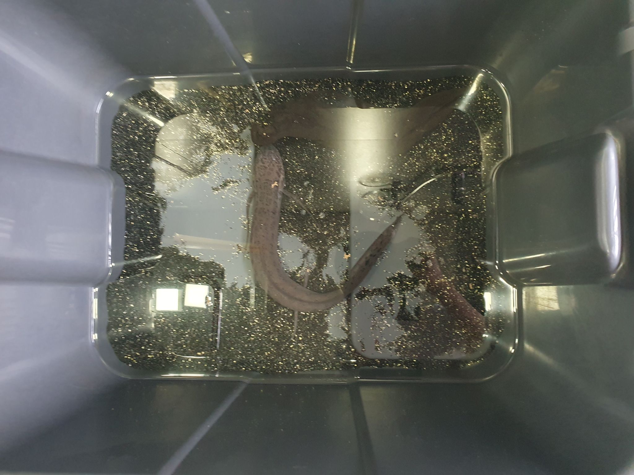 African Lungfish (Protopterus annectens)