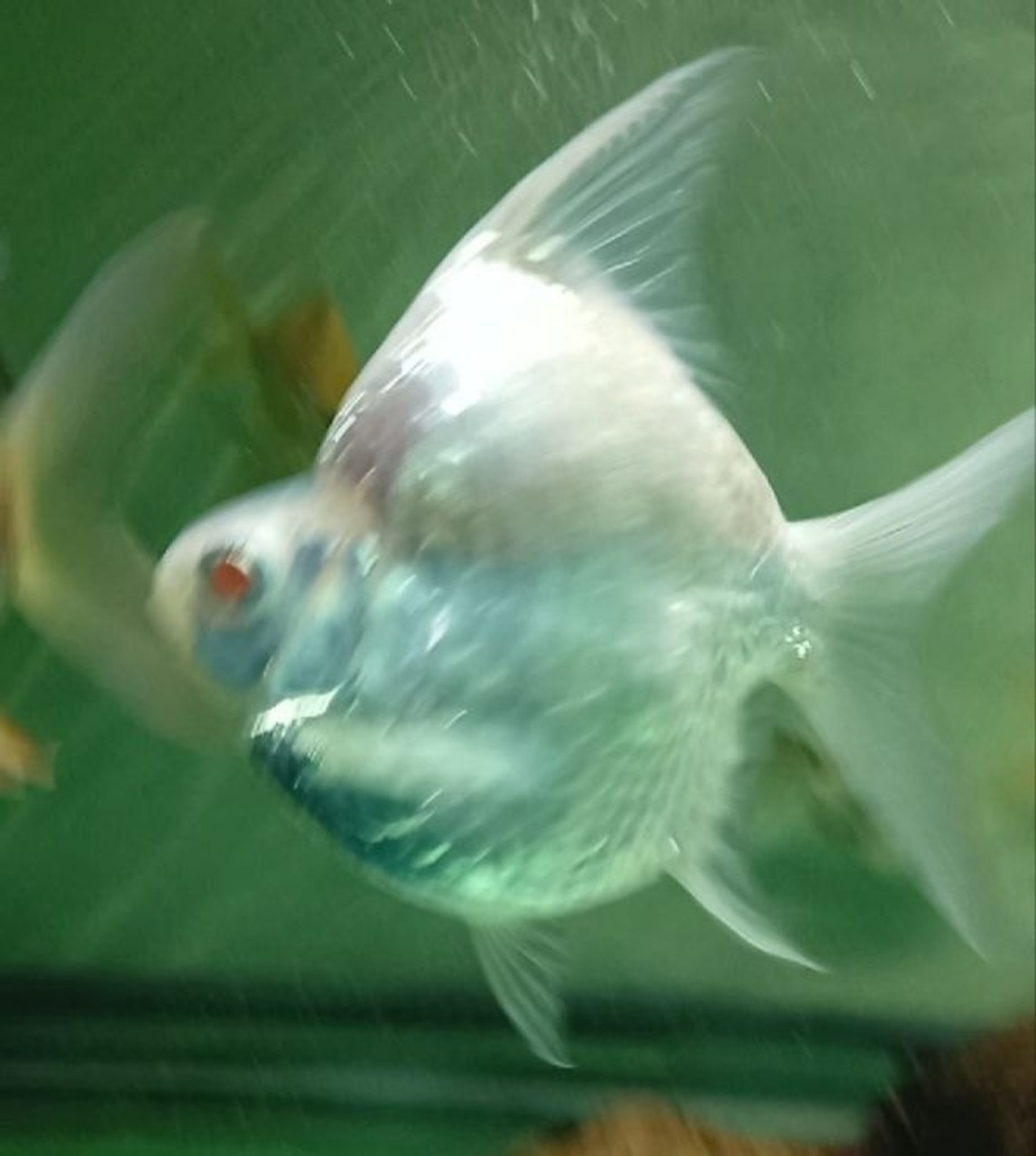 Jumbo Super SB King Platinum Tfb