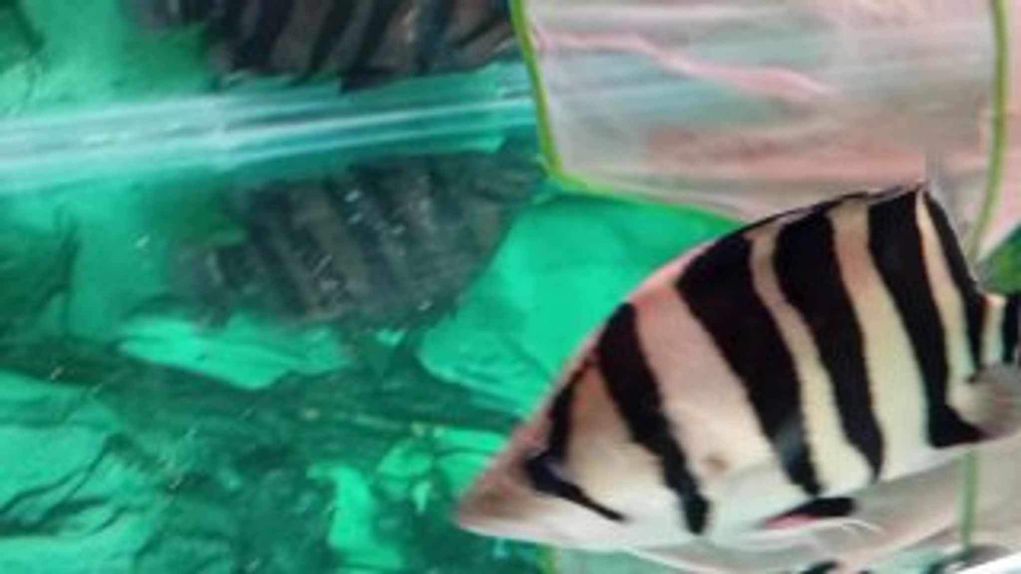 Sumatra High Body 4 Bar Tiger Datnoid (SH01)