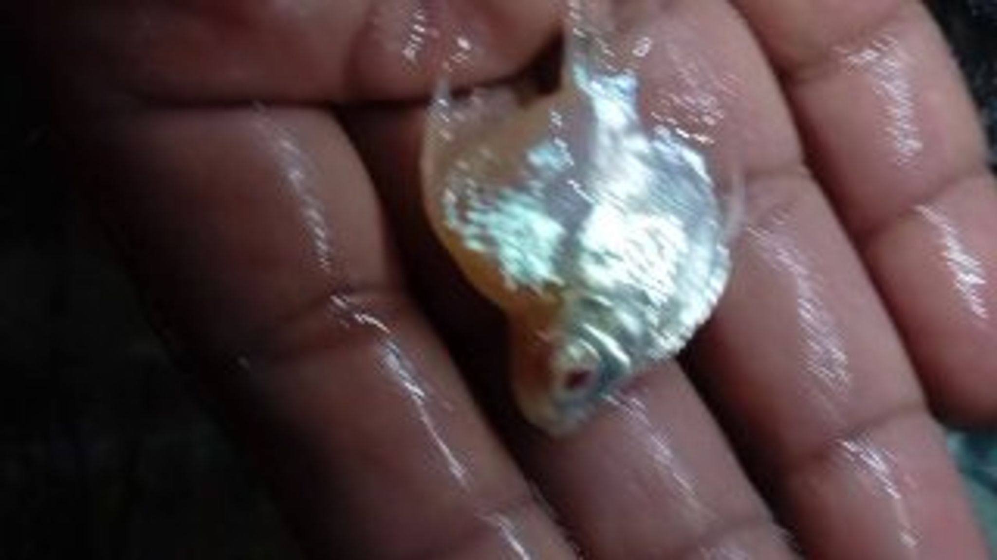 Super SB King Platinum Tfb