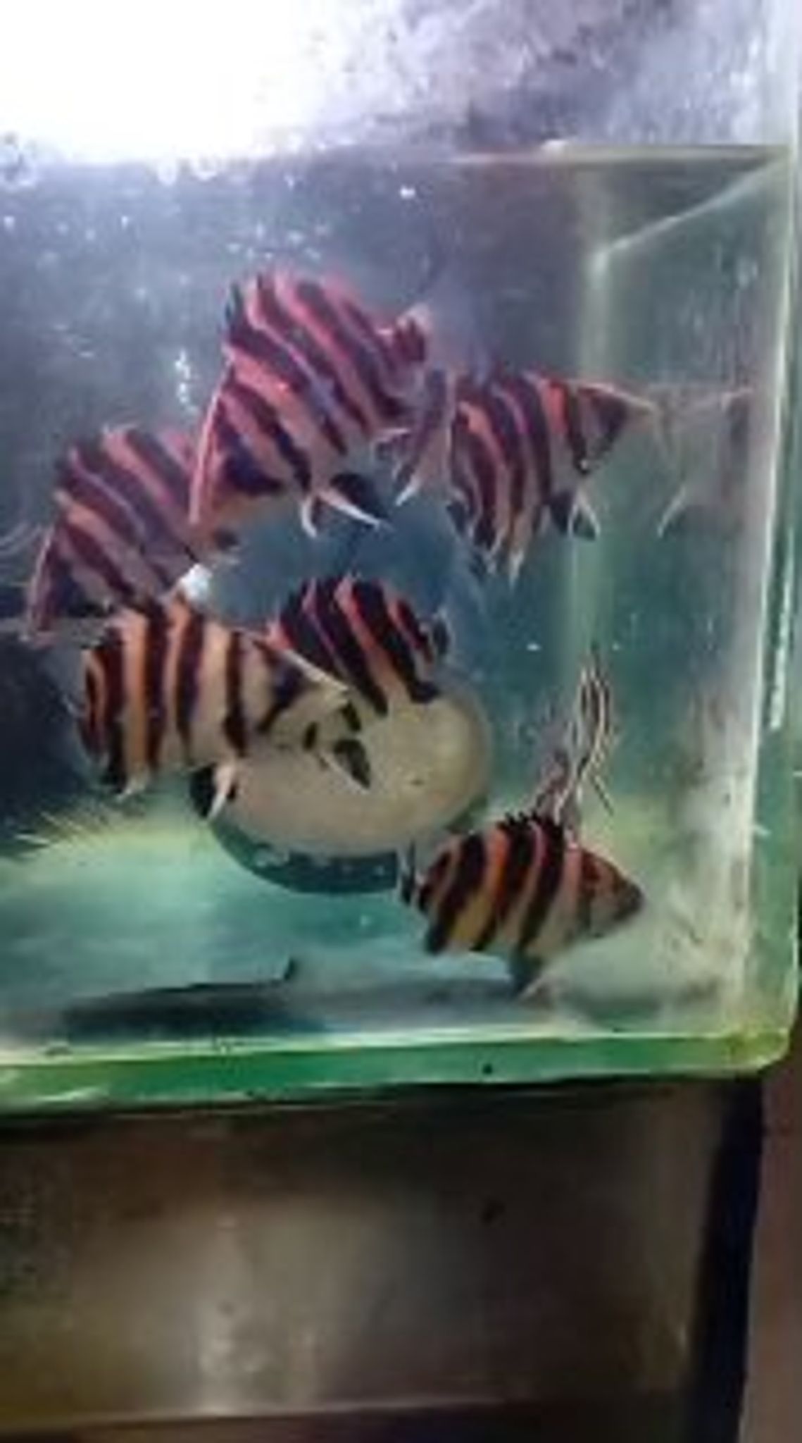 Sumatra 4 Bar Tiger Datnoid